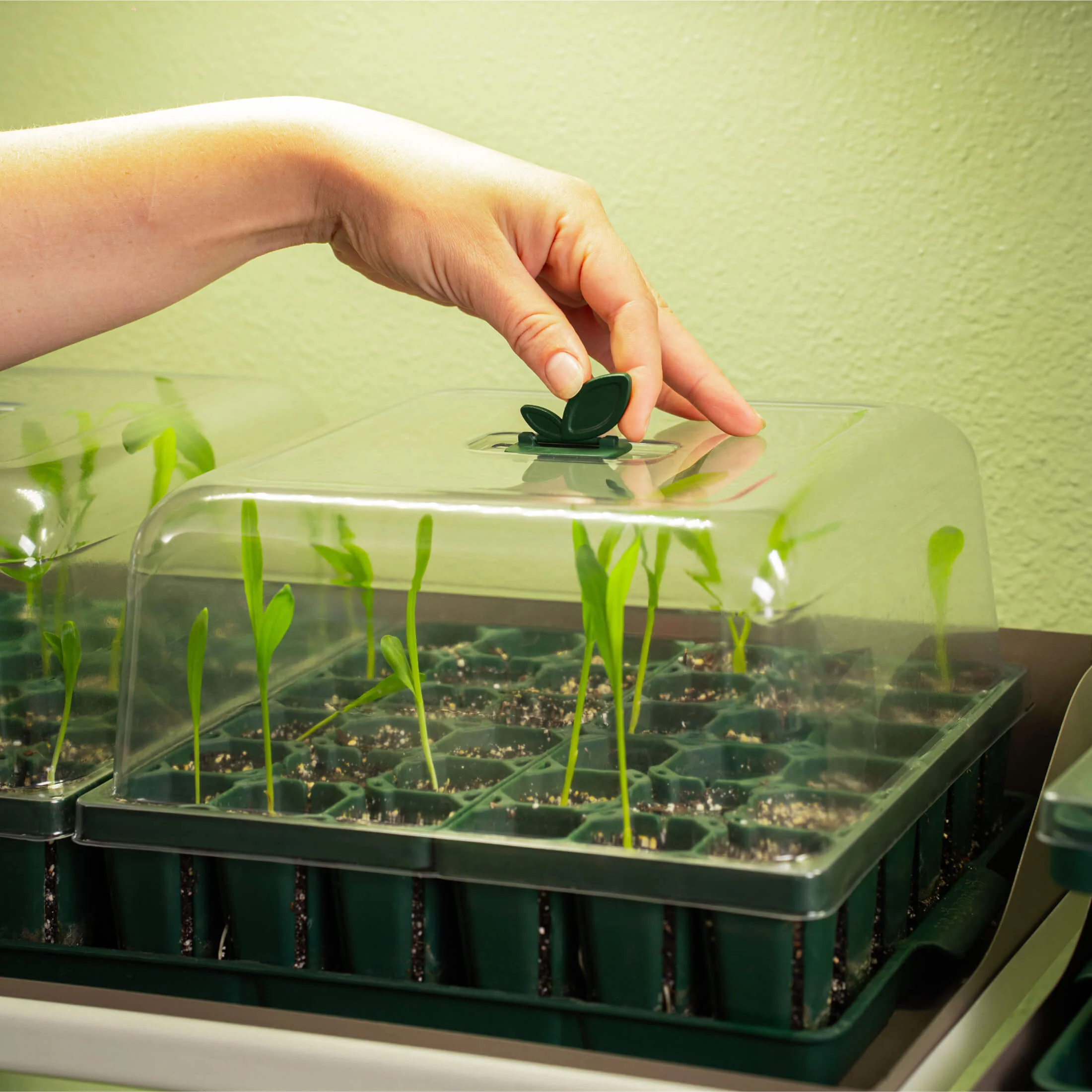 Seedling Humidity Dome - 10" x 10" - Image 2
