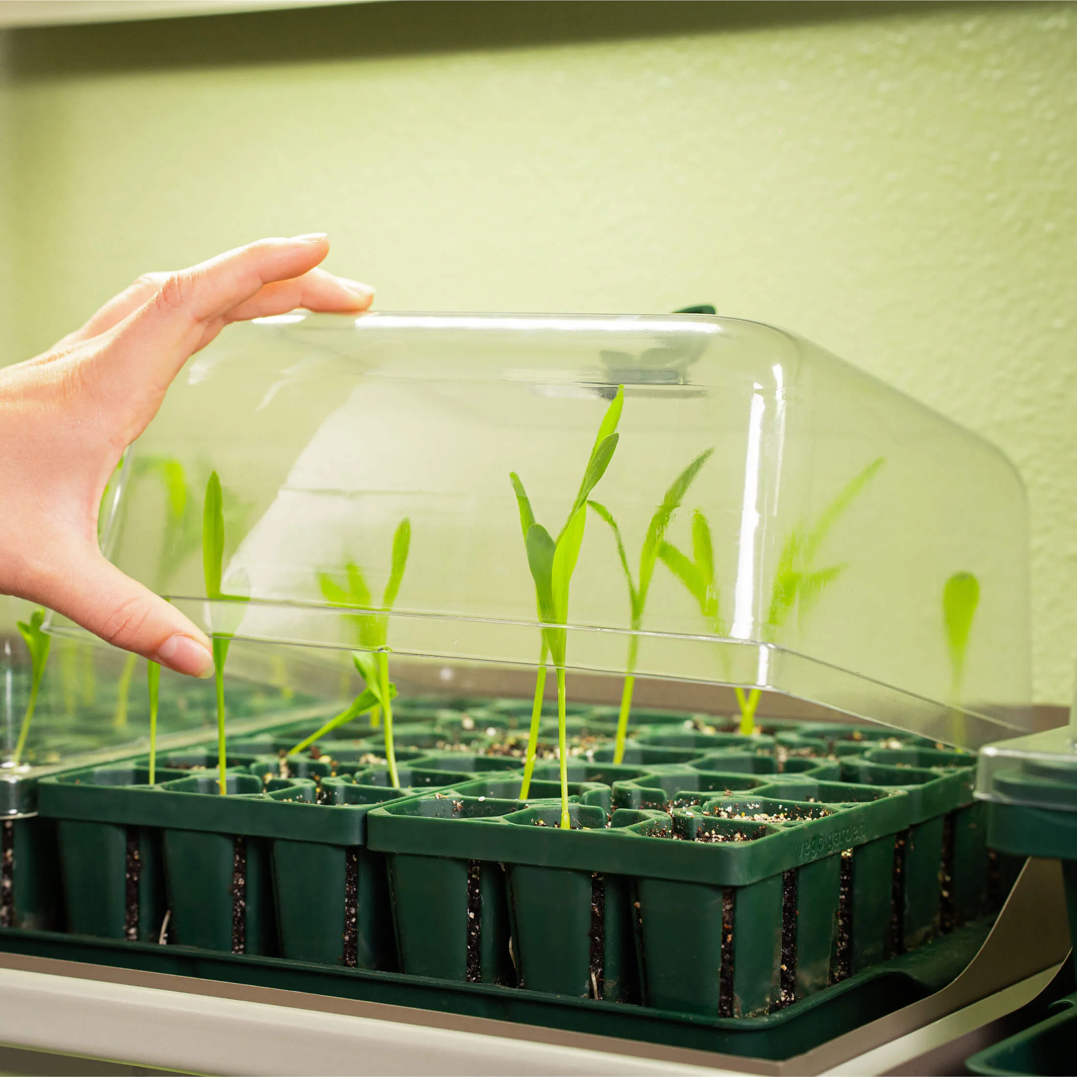 Seedling Humidity Dome - 10" x 10" - Image 4