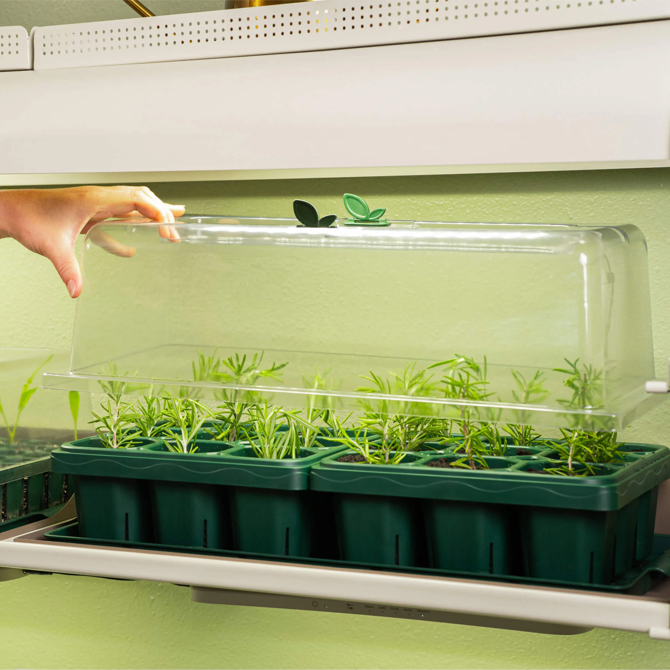 Seedling Humidity Dome - 10" x 20" - Image 2