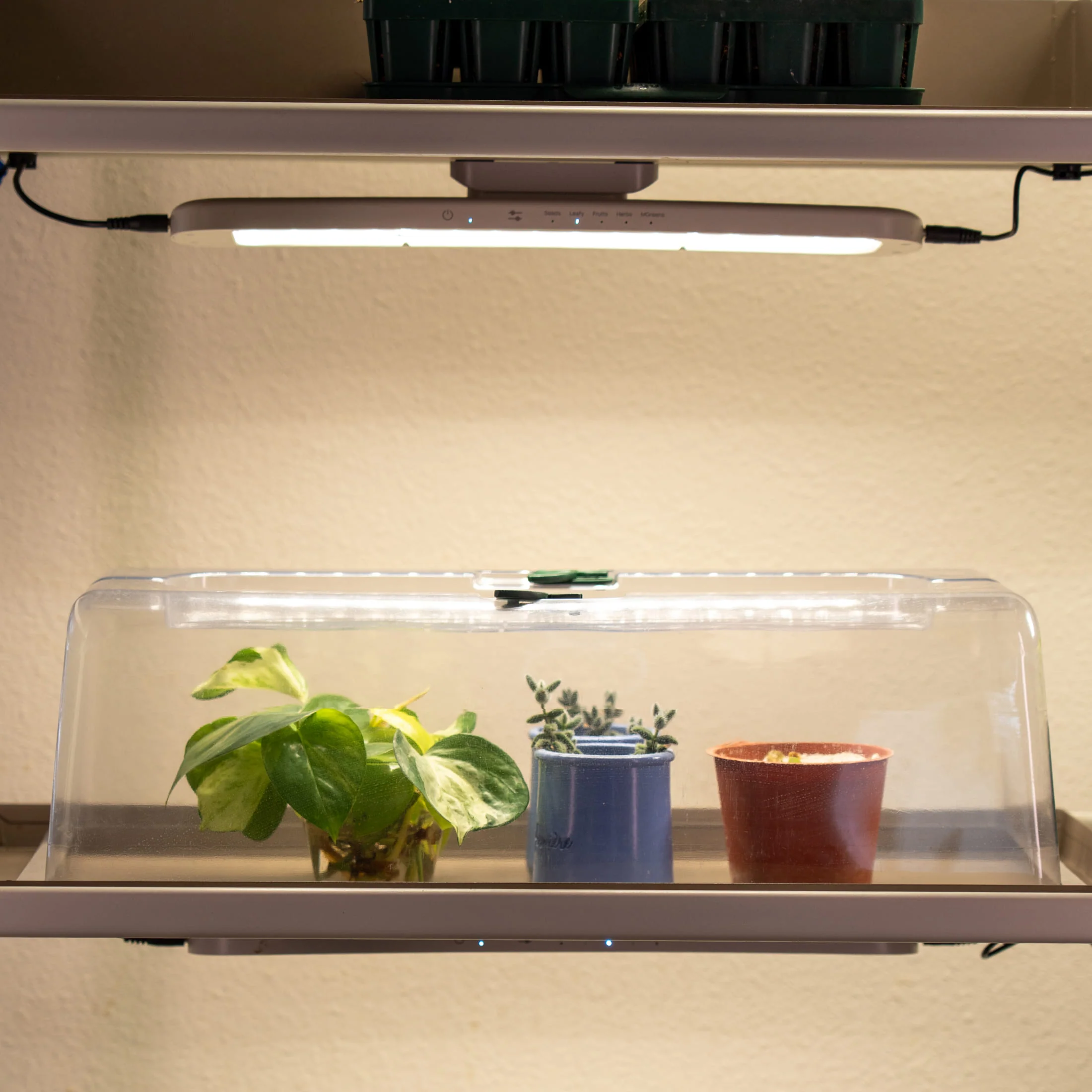 Seedling Humidity Dome - 10" x 20" - Image 4