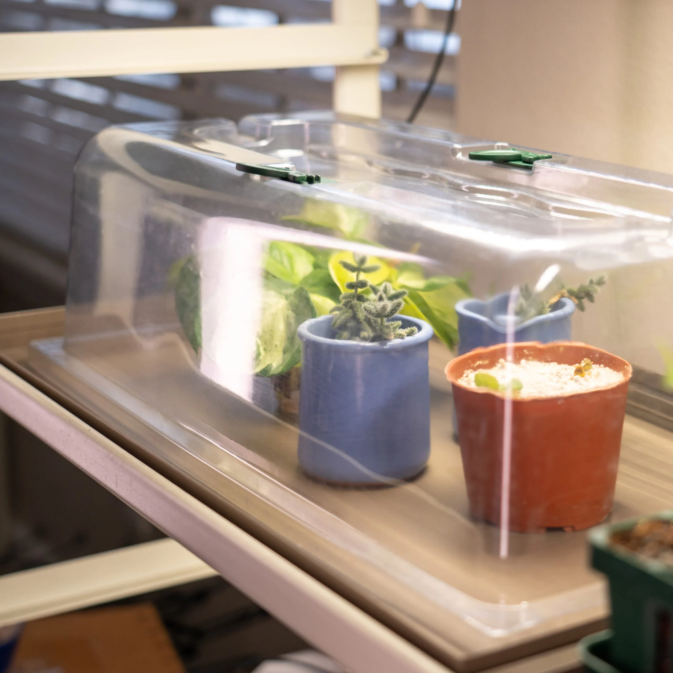 Seedling Humidity Dome - 10" x 20" - Image 6