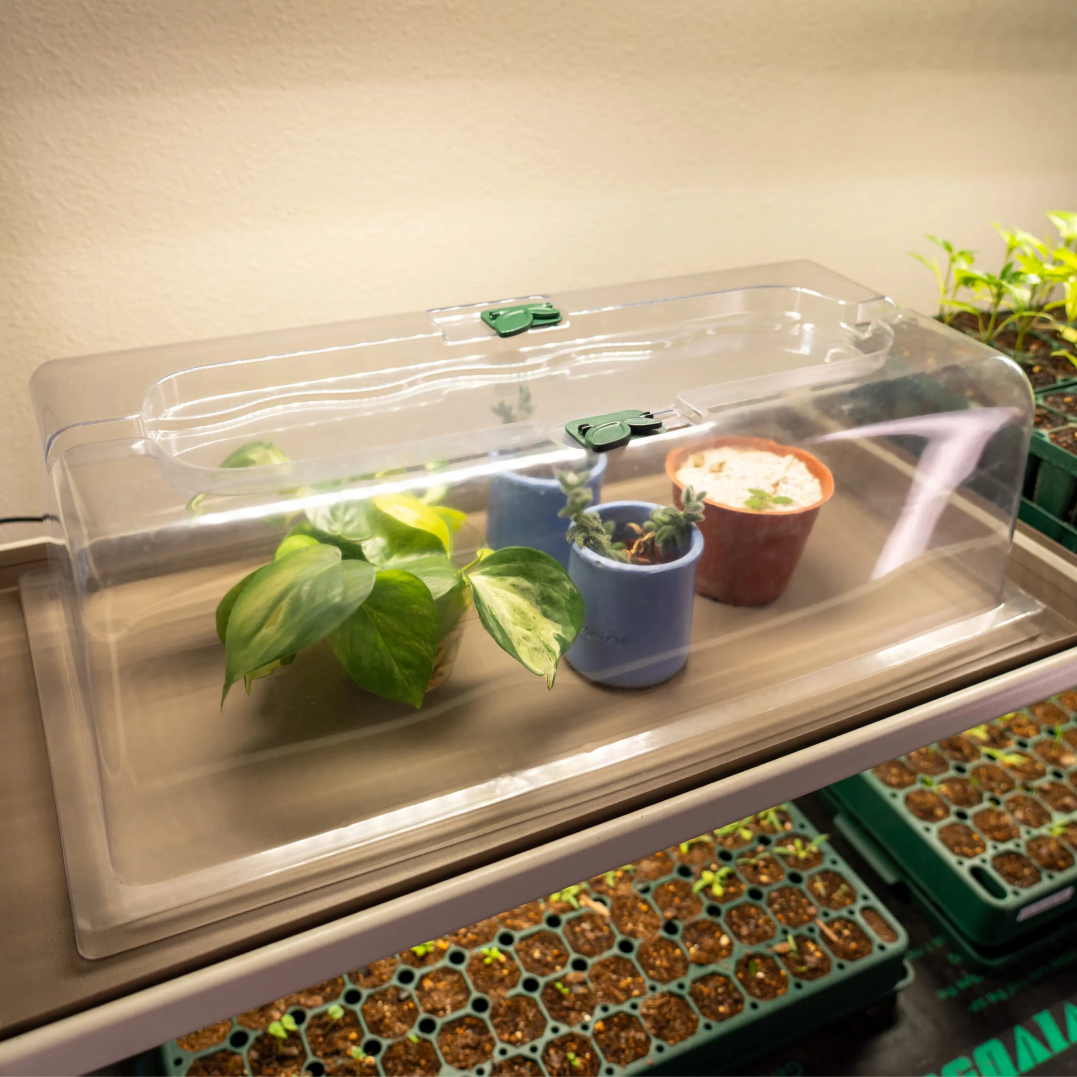 Seedling Humidity Dome - 10" x 20" - Image 7
