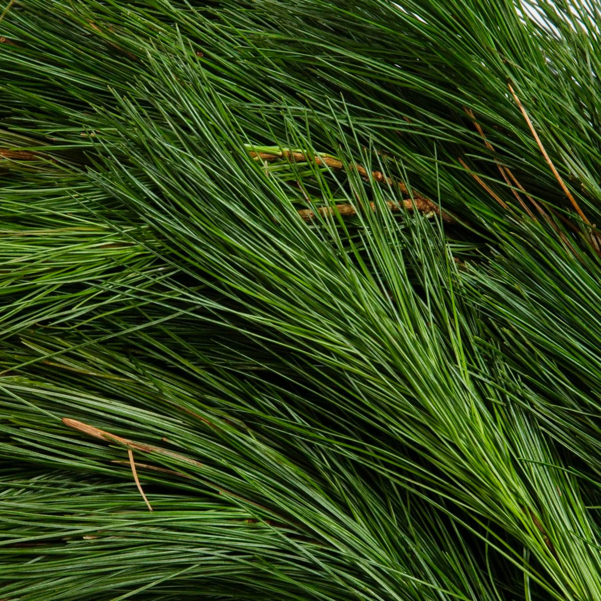 15 ft. White Pine Garland - Image 2