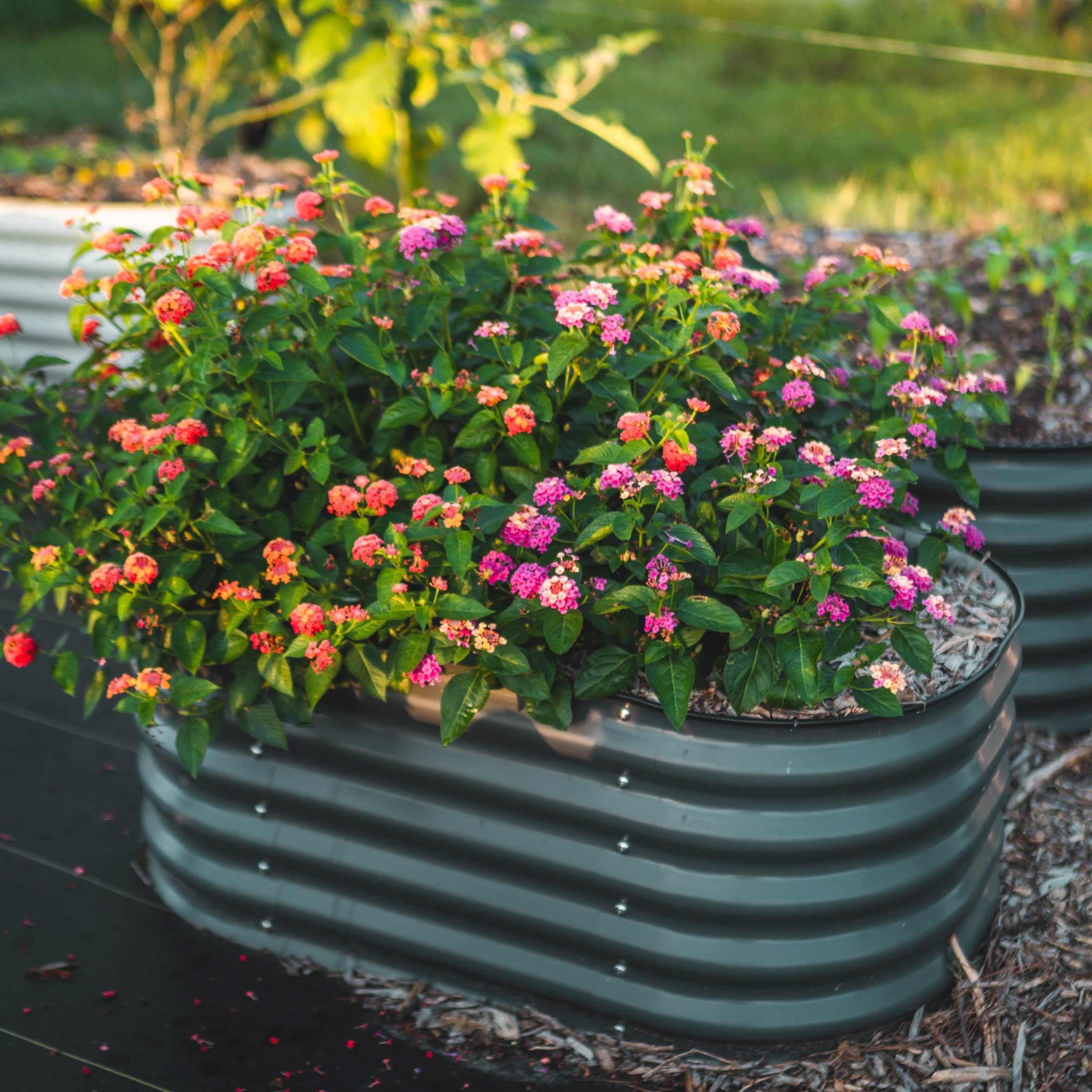 17" Tall Kids First Garden Bed 42" x 24" - Image 7