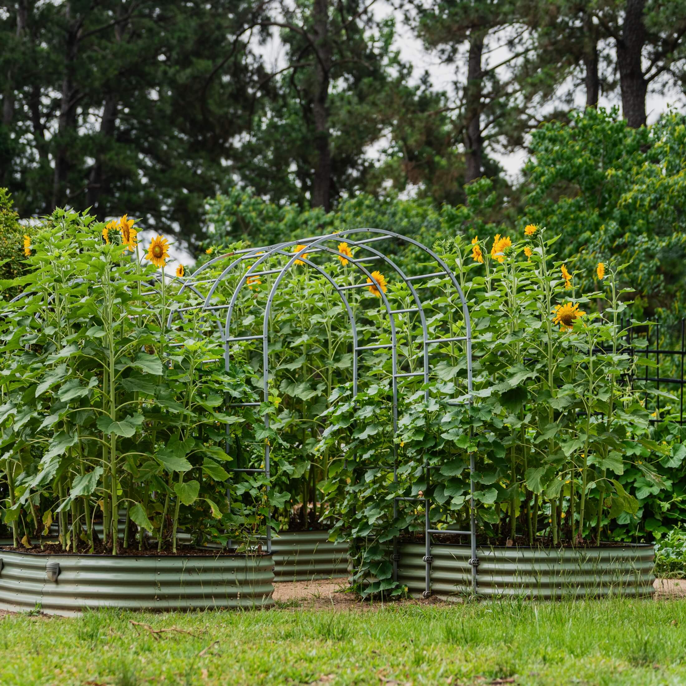 17" Tall X In 1 Giant Modular Metal Raised Garden Bed Kit - Image 14