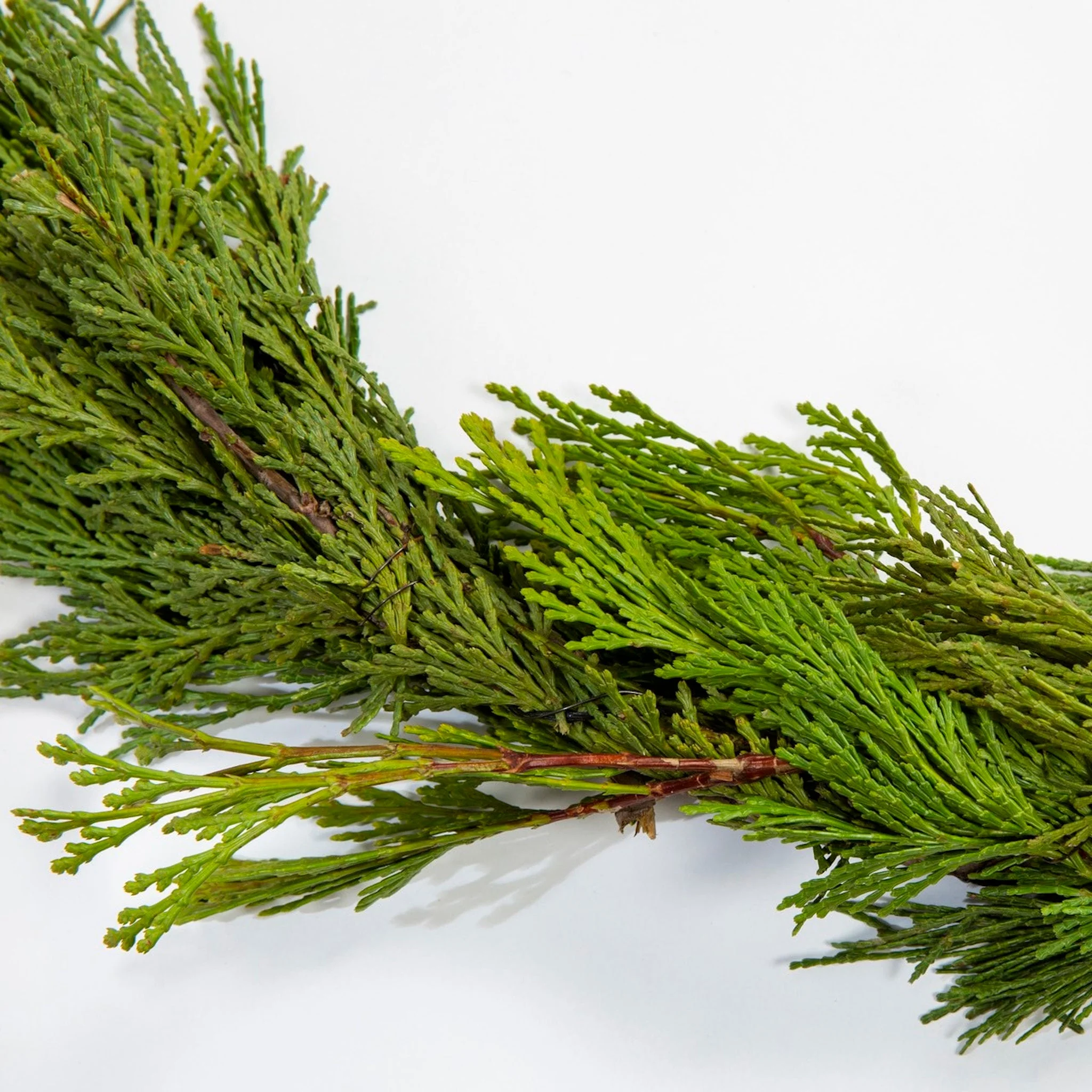 25 ft. Cedar Garland - Image 2