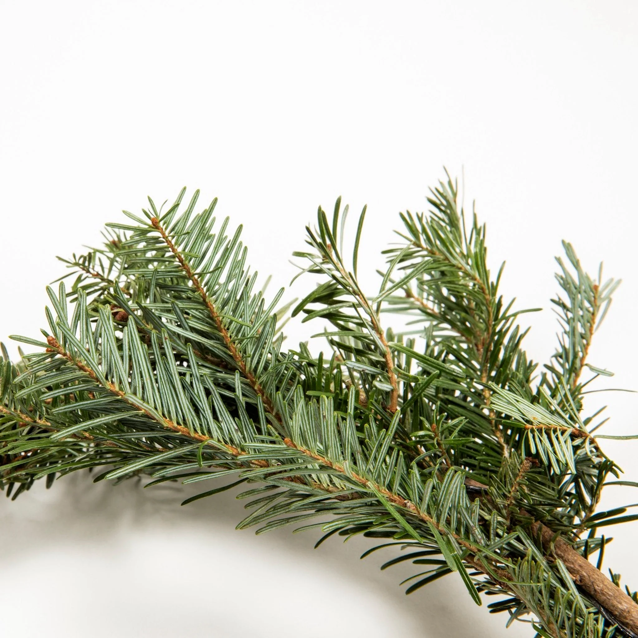 25 ft. Fraser Fir Garland - Image 2