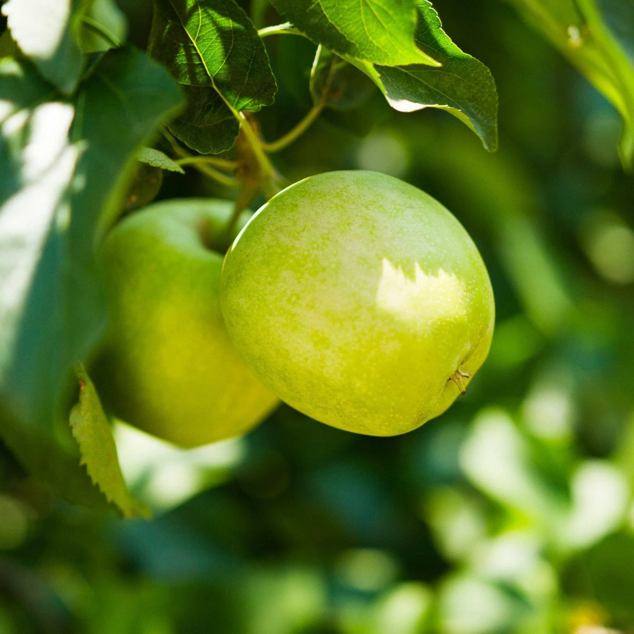 3-in-1 Apple Tree - Image 2