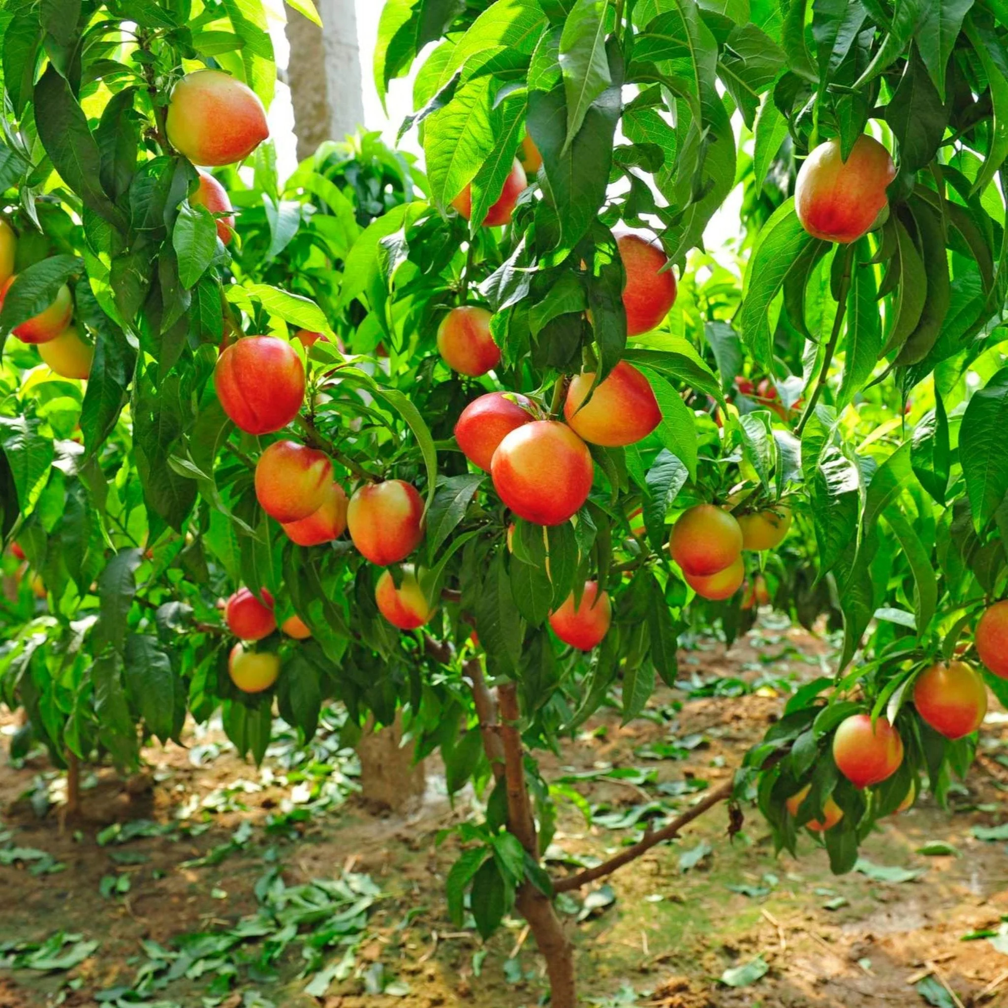 4-in-1 Peach Tree - Image 2