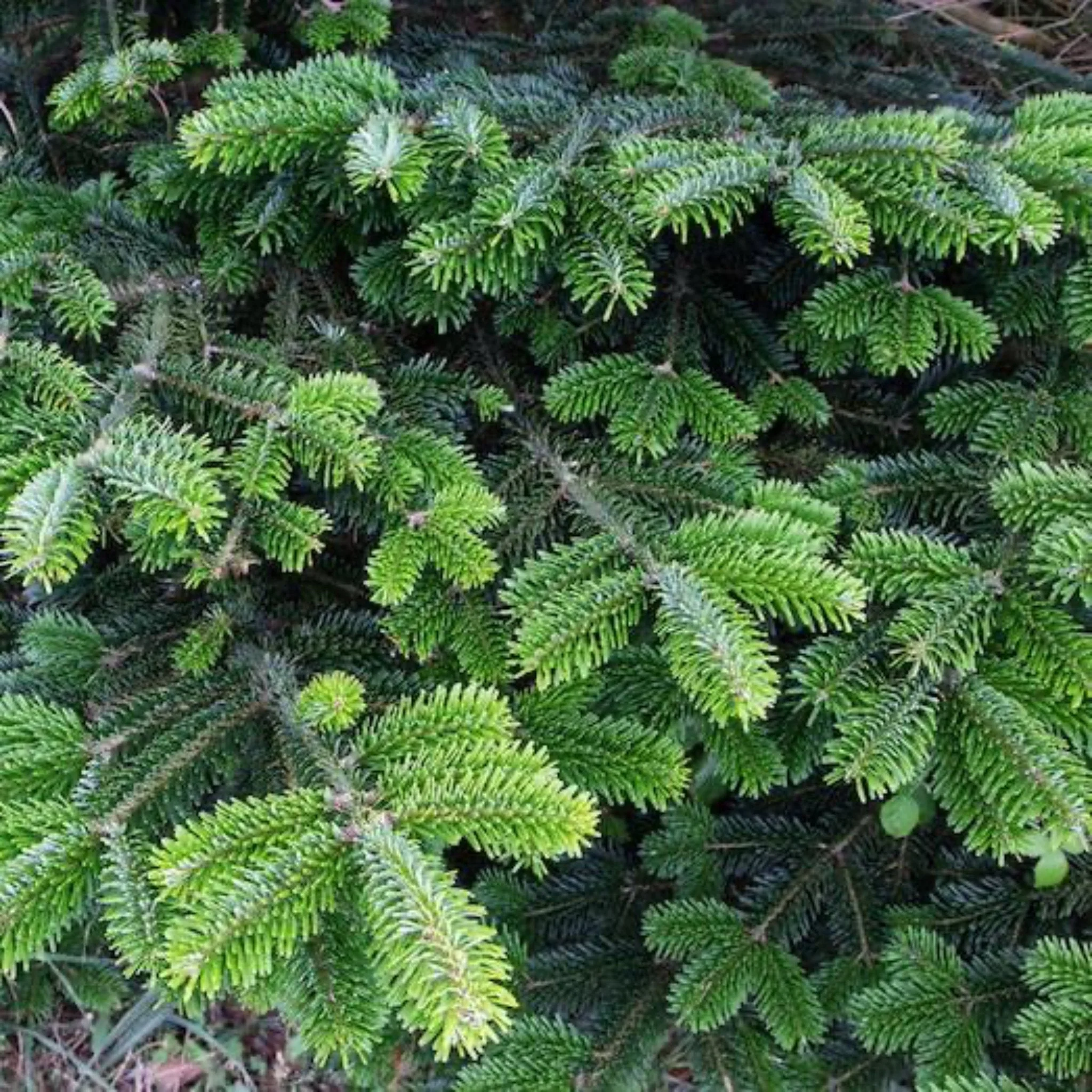 6 ft. Fraser Fir Tree (live cut) - Image 3