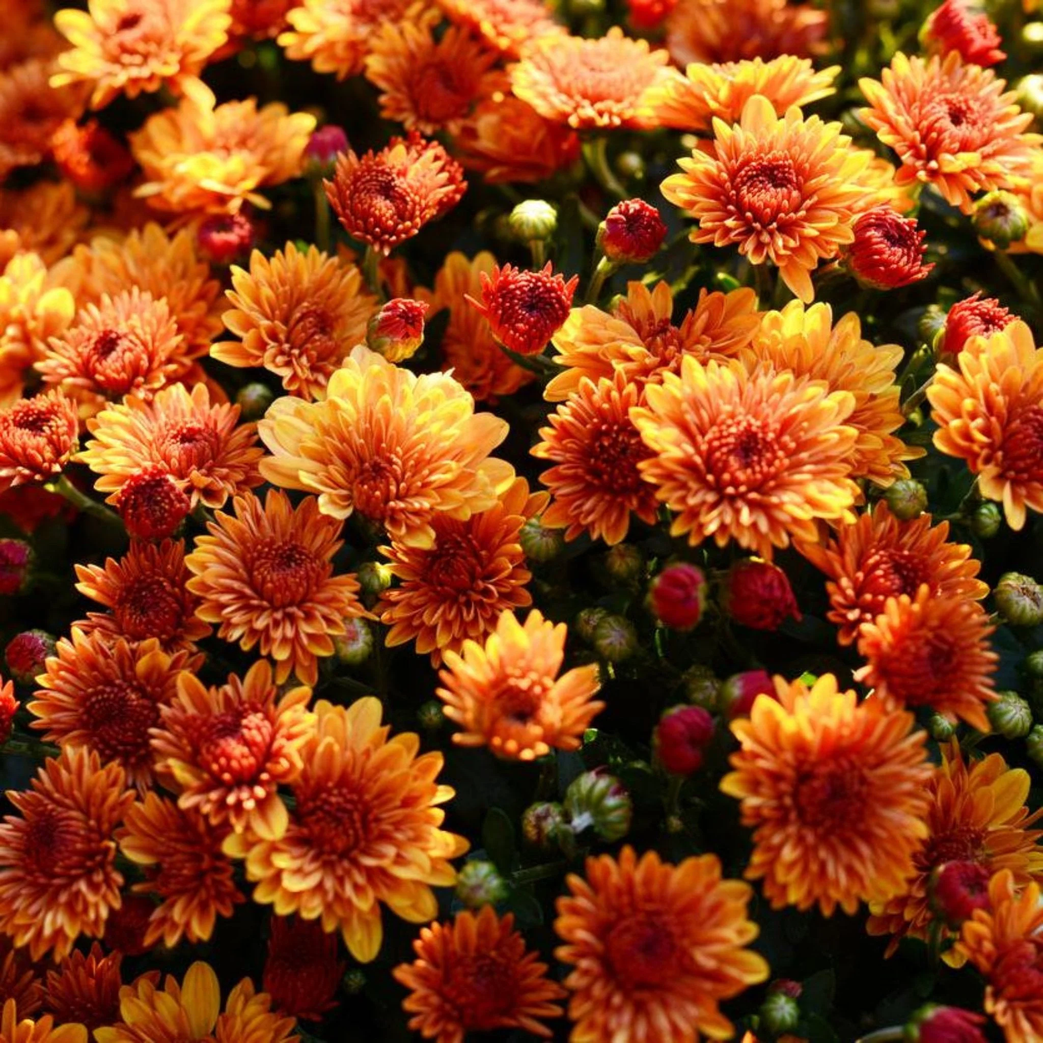 8 Inch Chrysanthemums - Image 8