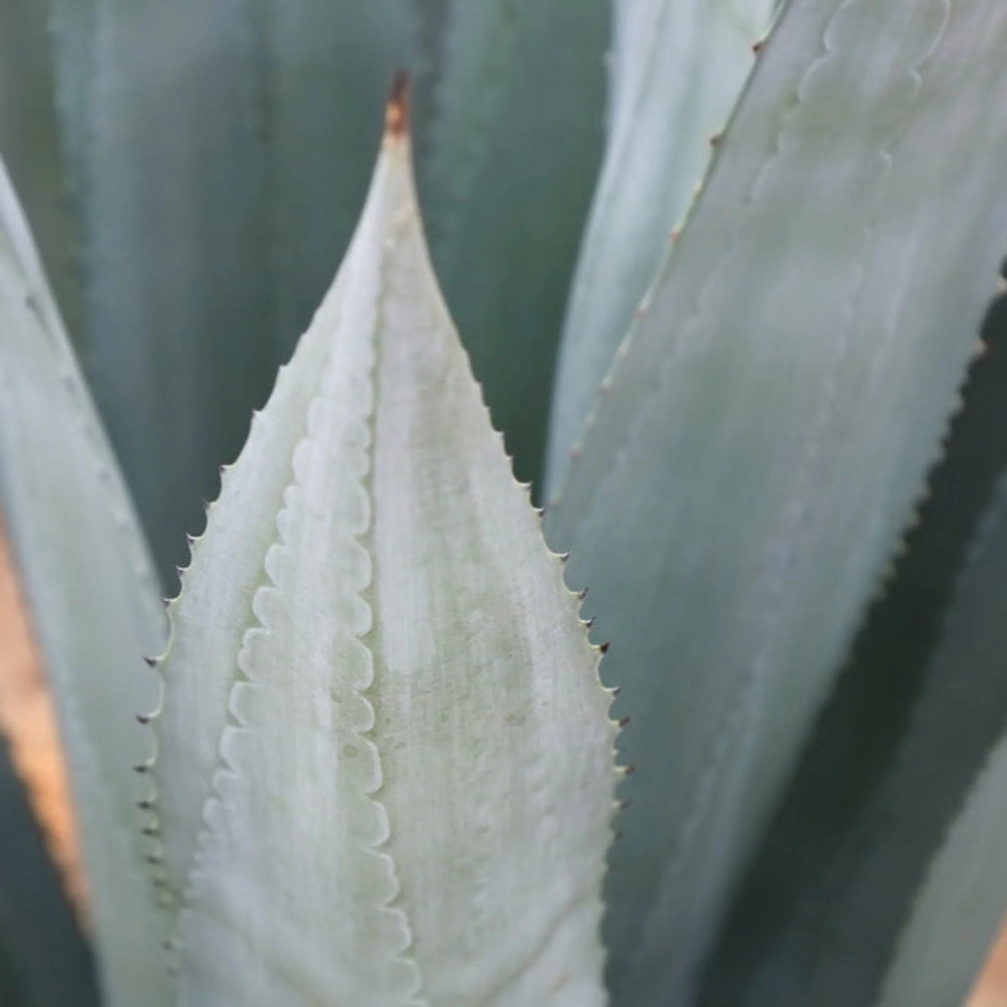 Agave Americana - Image 3