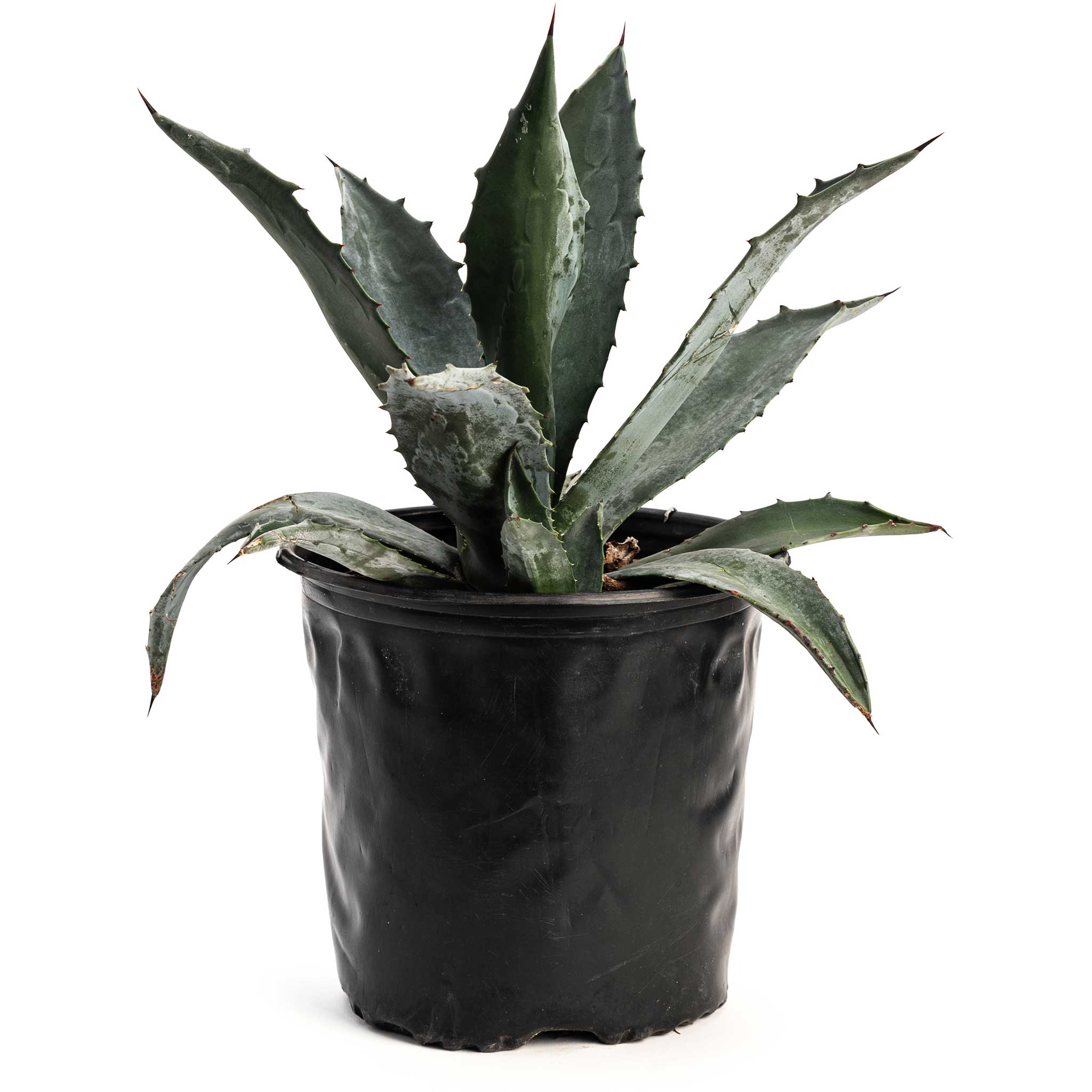 Agave Americana - Image 4