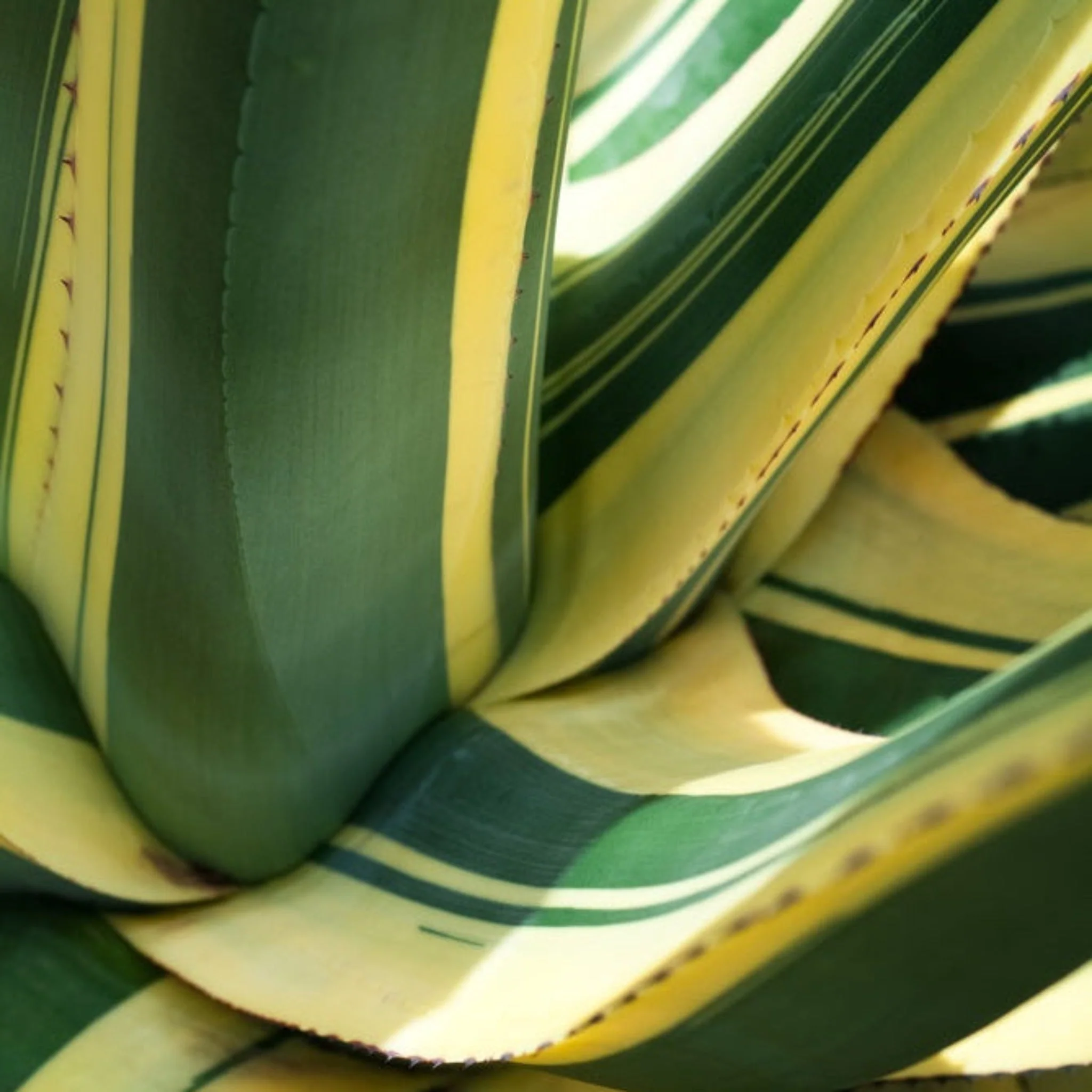 Agave Americana 'Mediopicta Alba' - Image 2