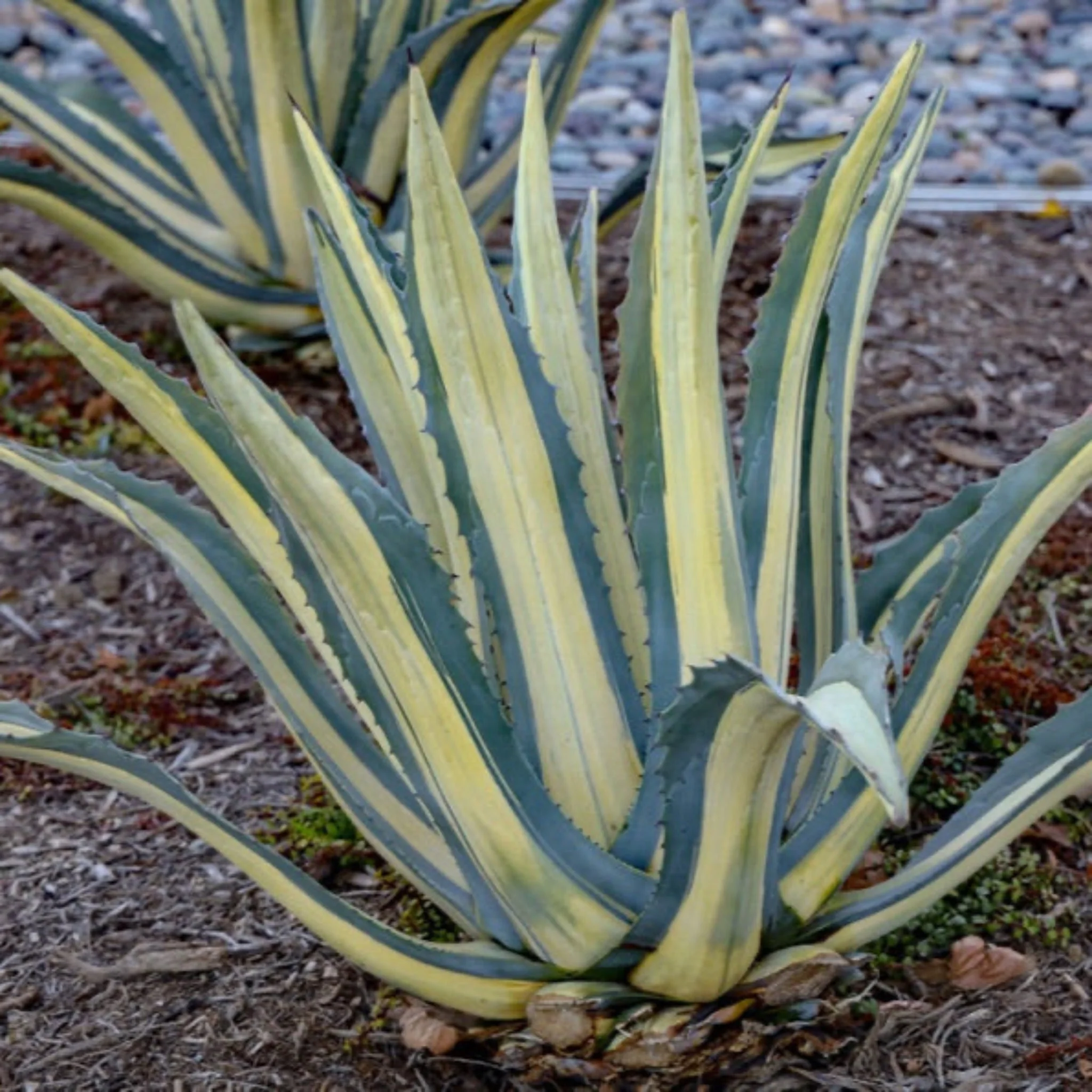 Agave Americana 'Mediopicta Alba' - Image 3