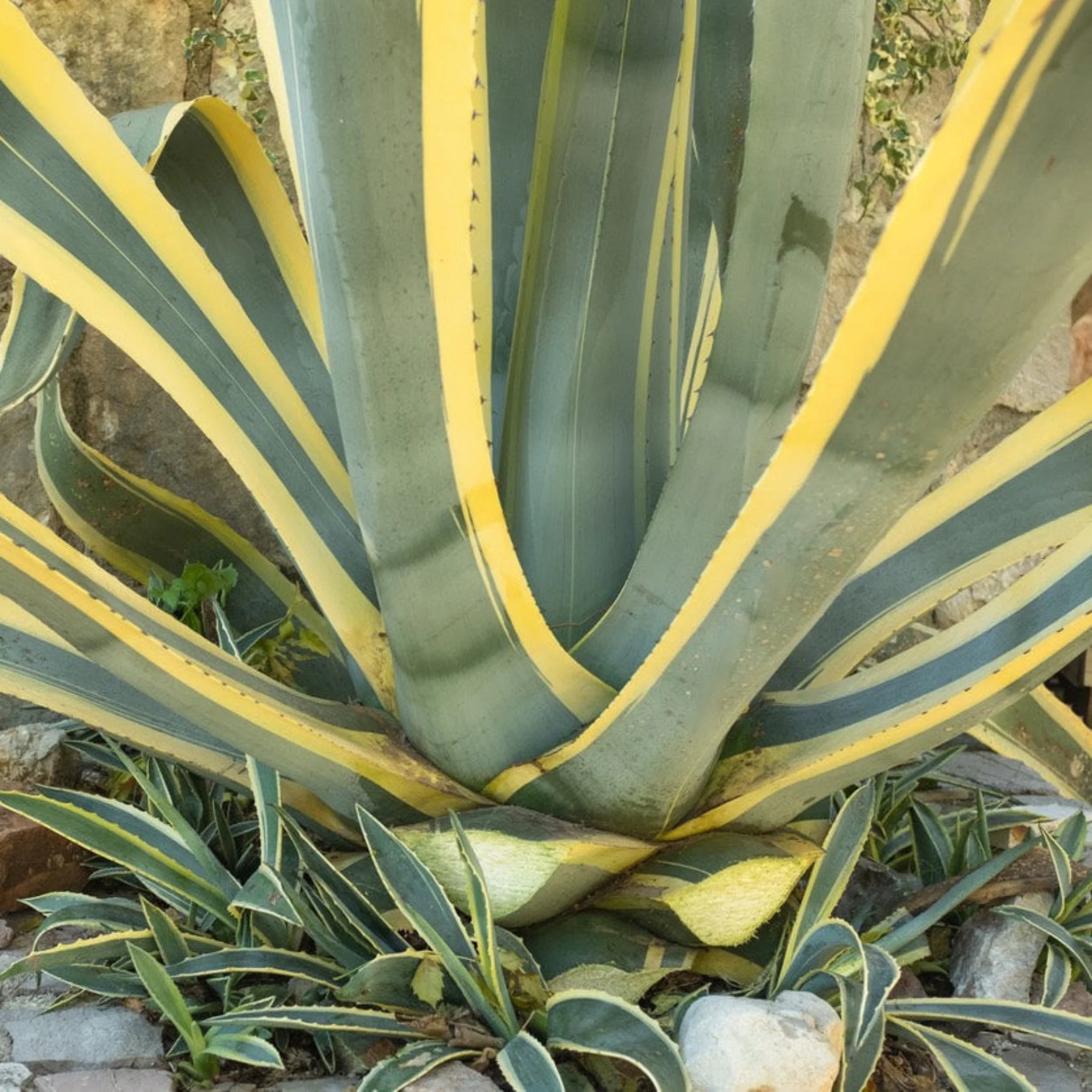 Agave Americana 'Variegata' - Image 2