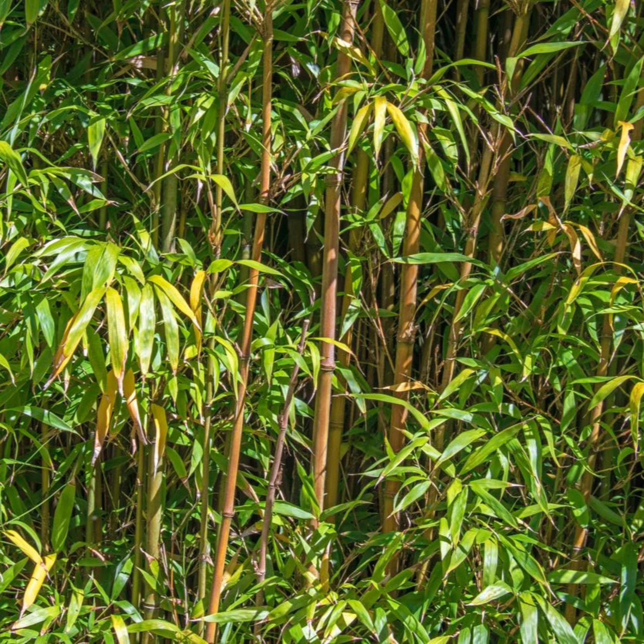 Alphonse Karr Bamboo - Image 2