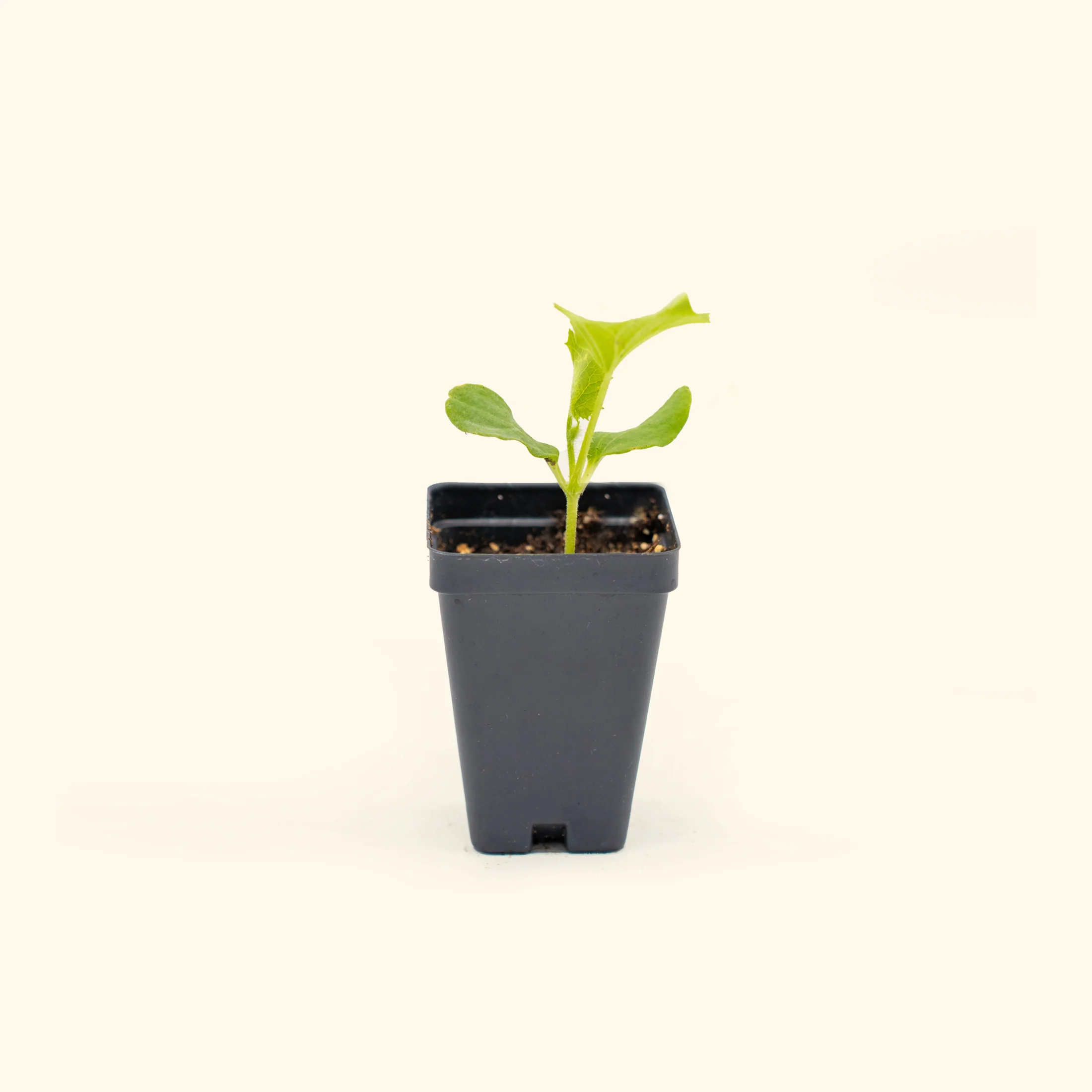 Ambrosia Cantaloupe Seedling - Image 2