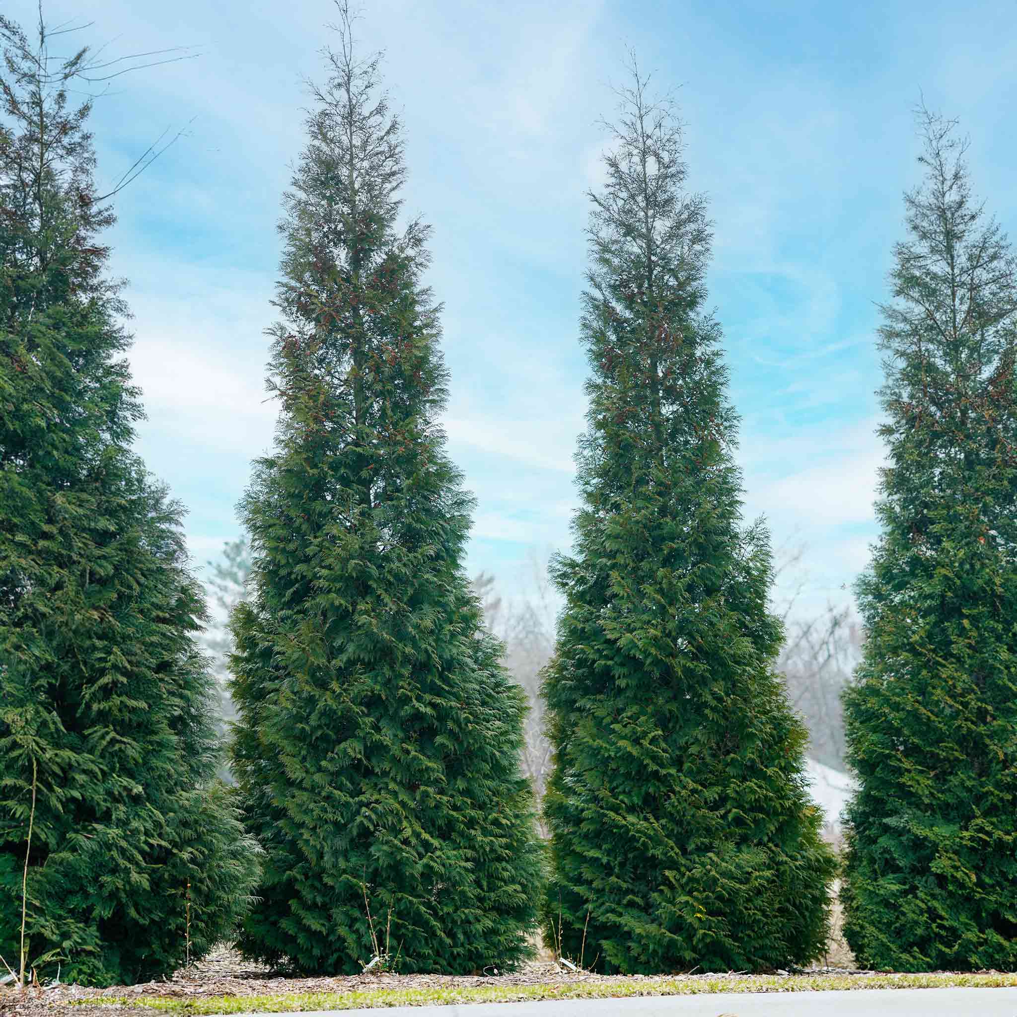 American Pillar Thuja - Image 3