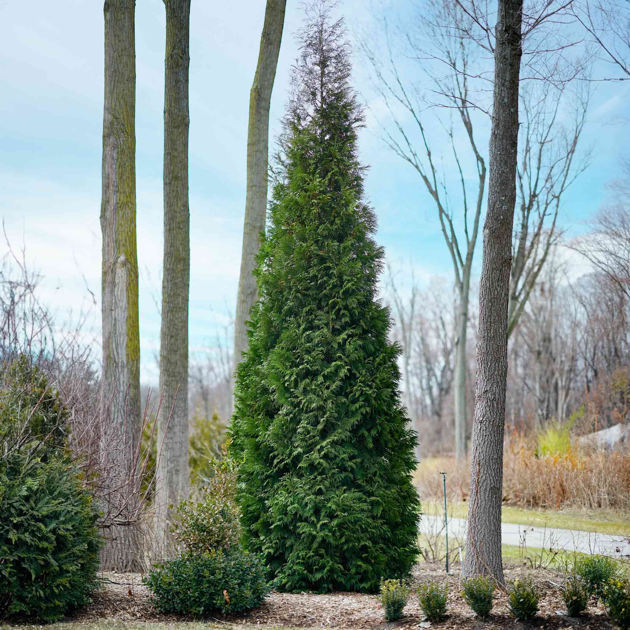 American Pillar Thuja - Image 4