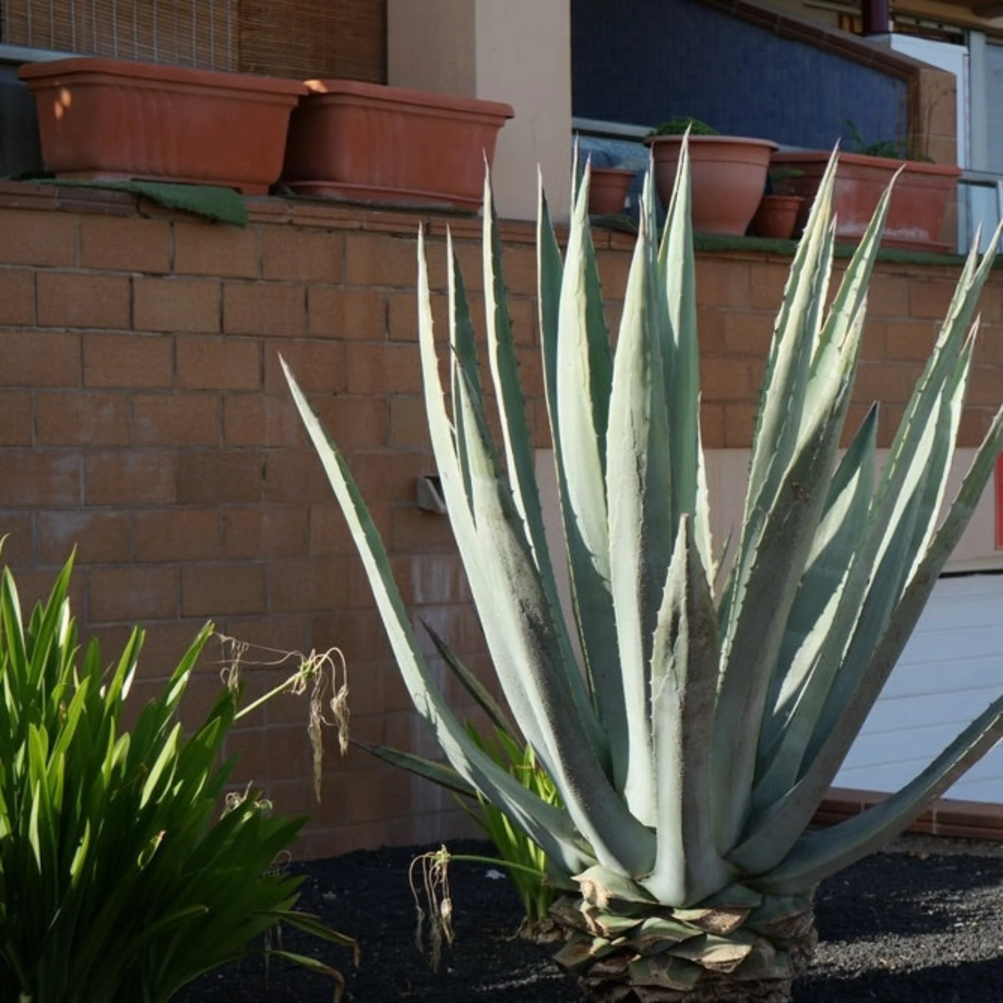 Americana Silver Agave - Image 2