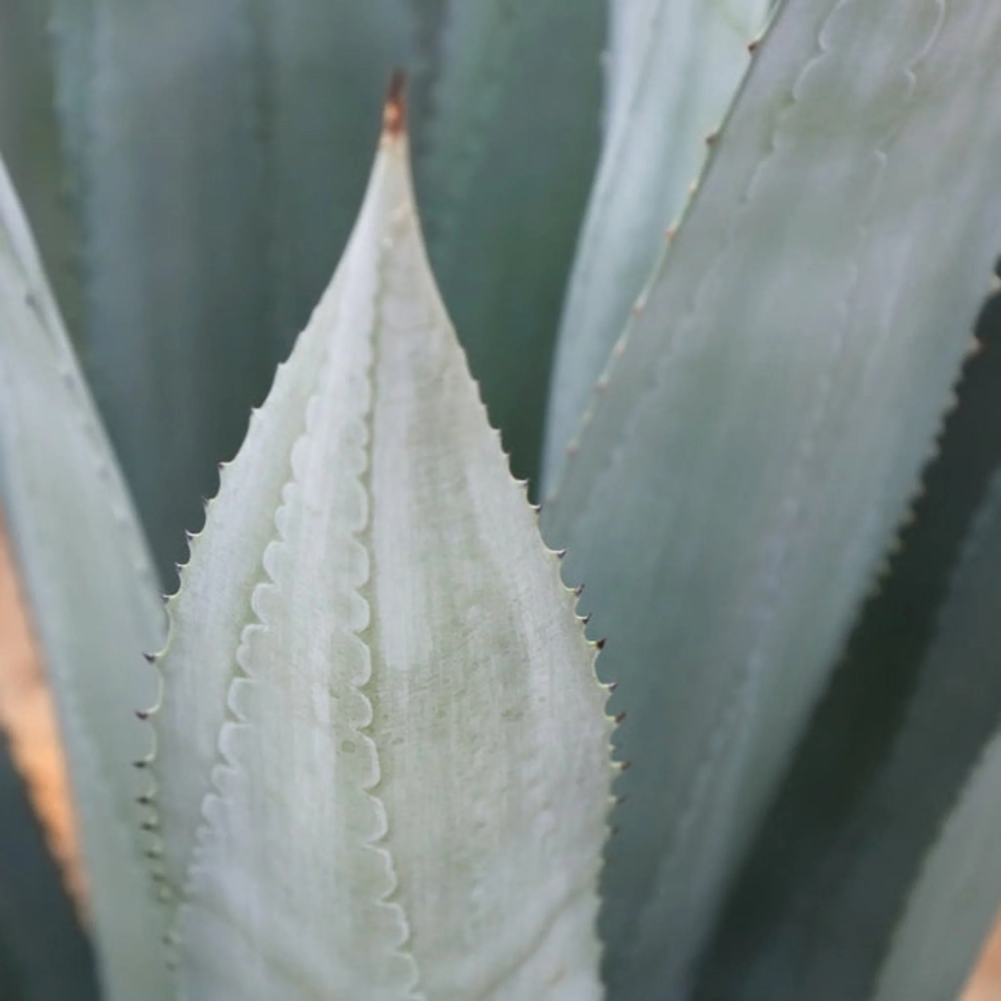 Americana Silver Agave - Image 3