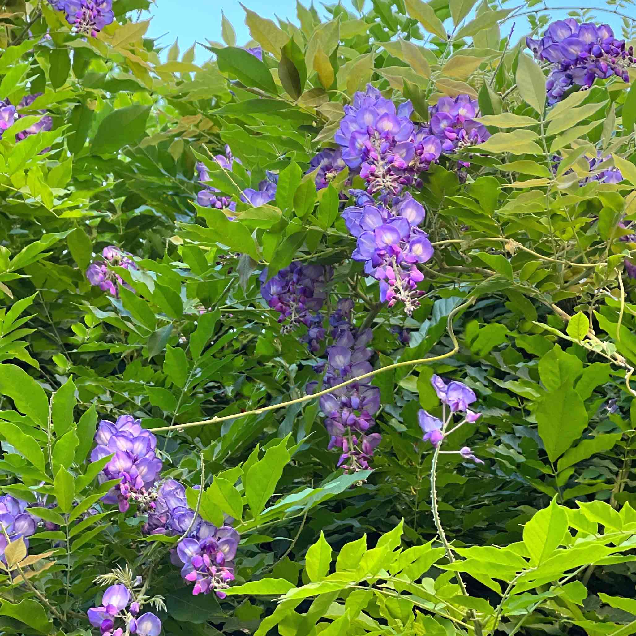 Amethyst Falls Wisteria - Image 2