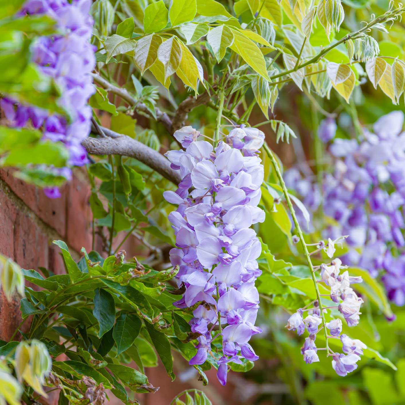 Amethyst Falls Wisteria - Image 3