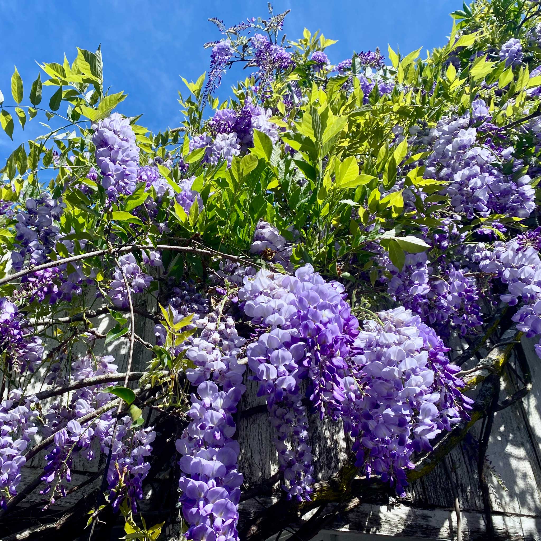 Amethyst Falls Wisteria - Image 4