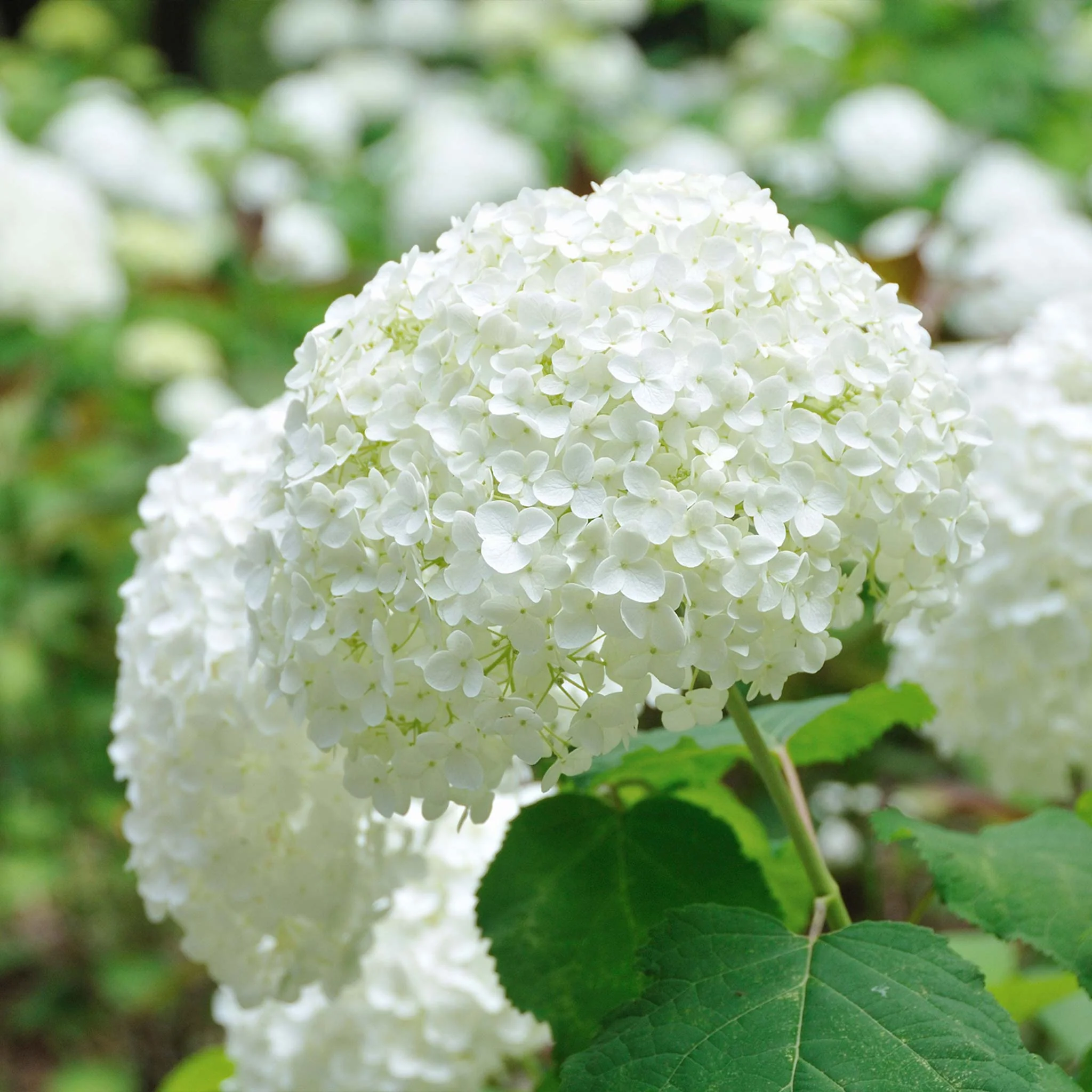 Annabelle Hydrangea - Image 2