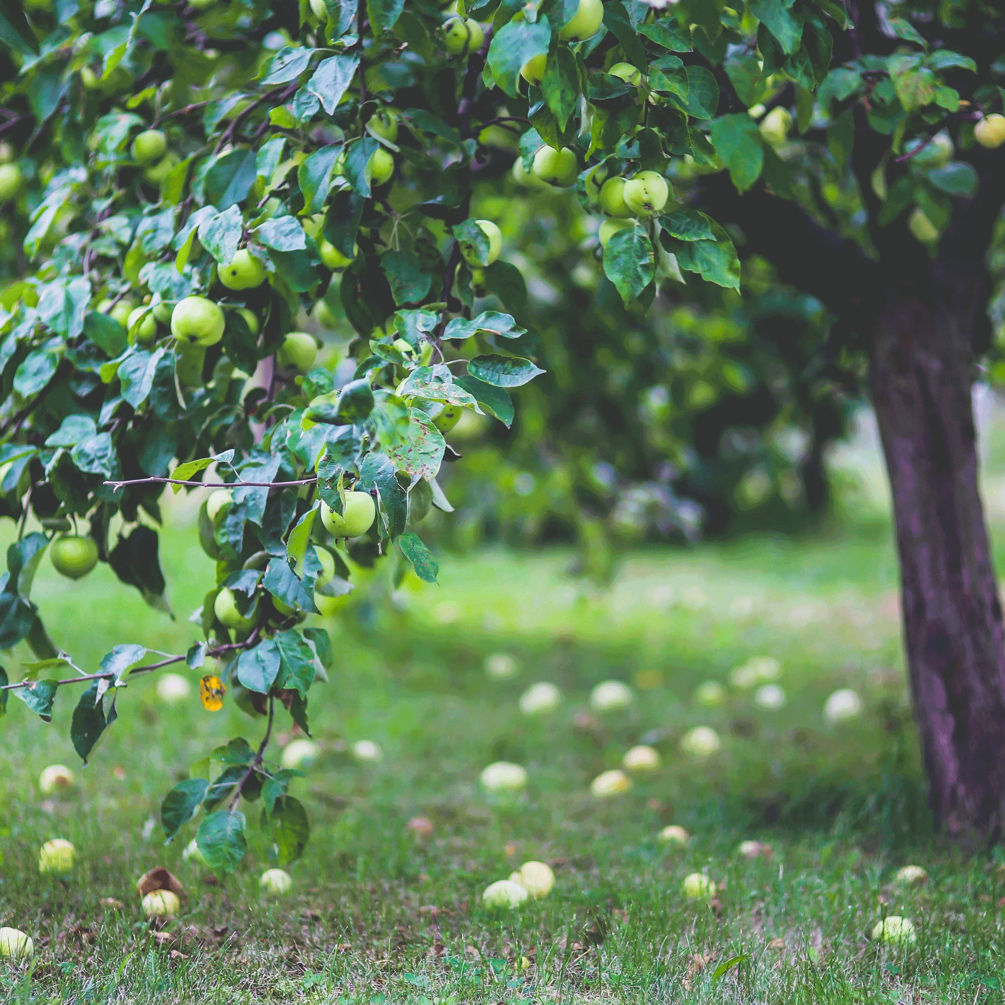 Apple Orchard - Image 4