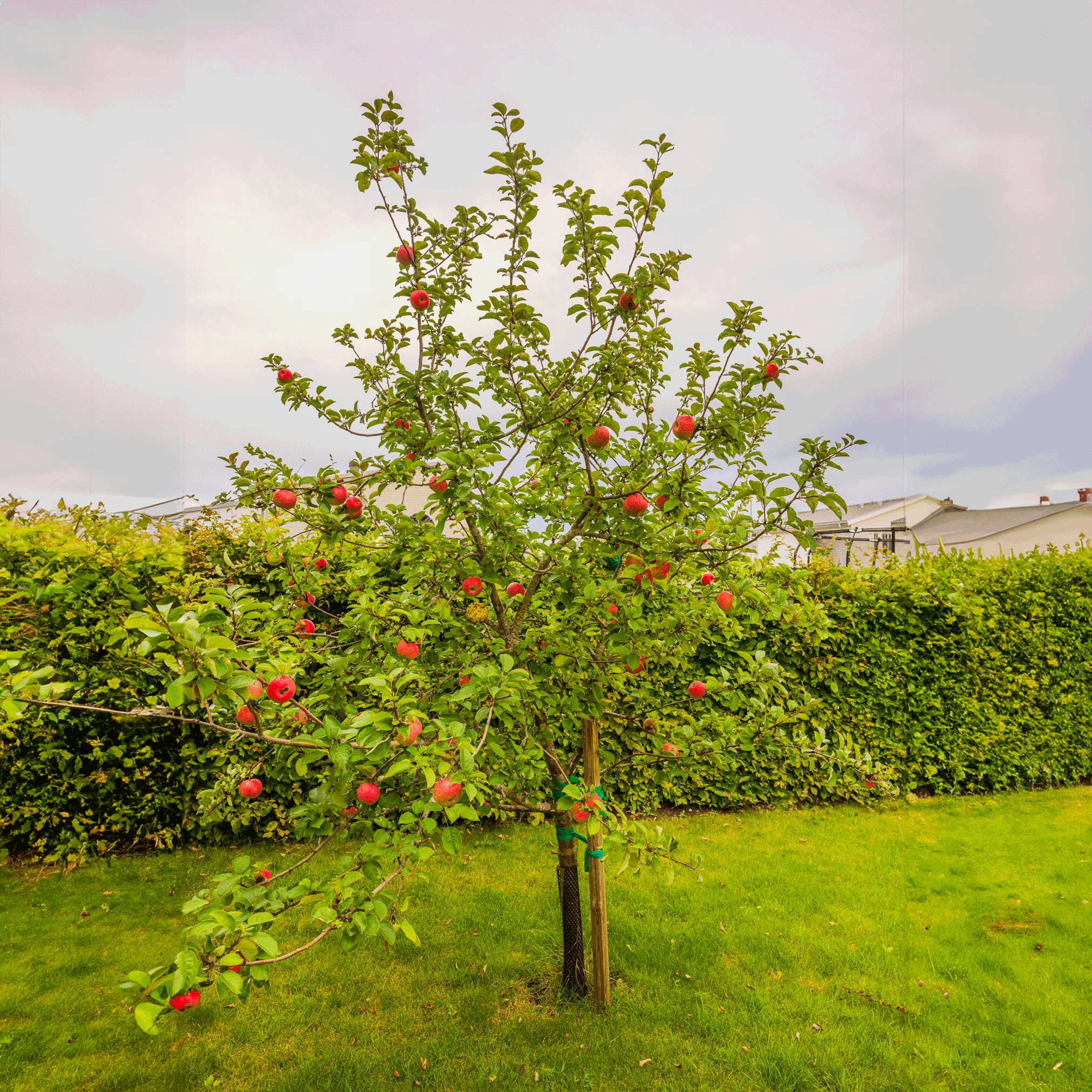 Apple Orchard - Image 5