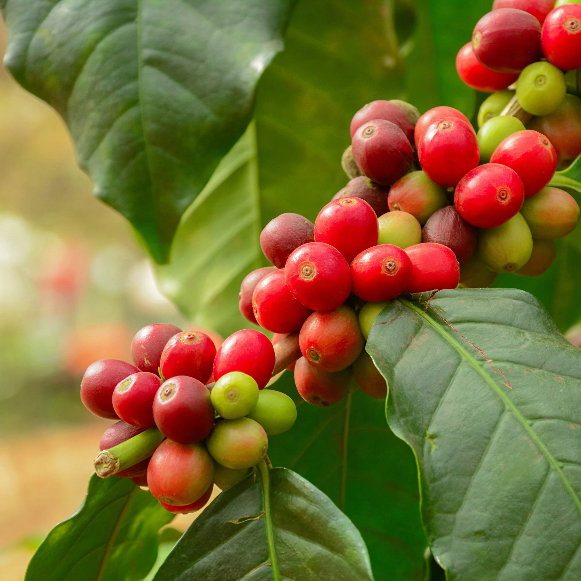 Arabica Coffee Plant - Image 2