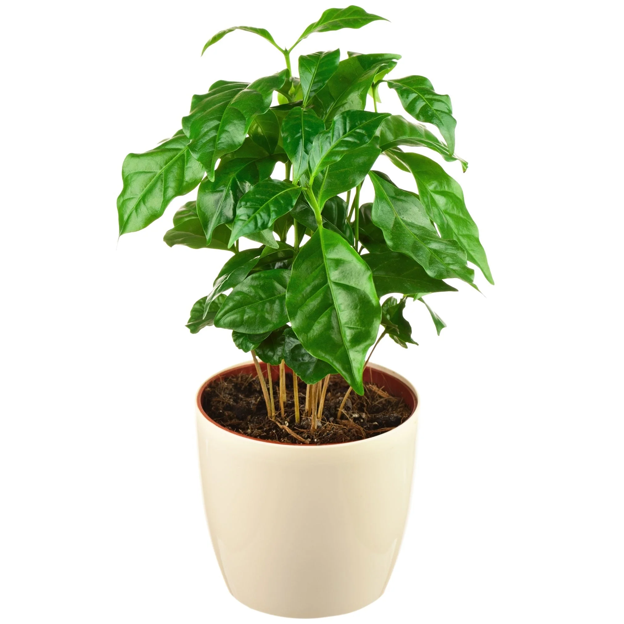 Arabica Coffee Plant - Image 3