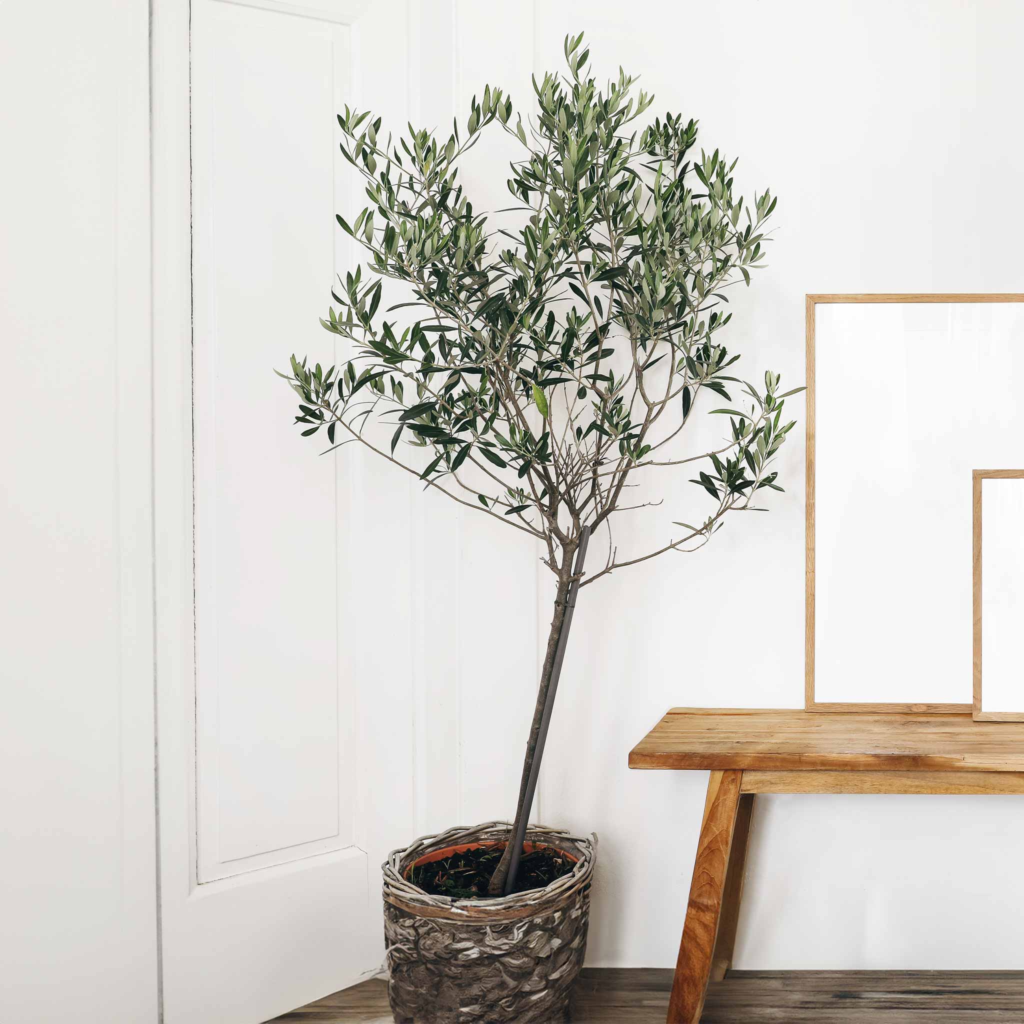 Arbequina Olive Tree - Image 2