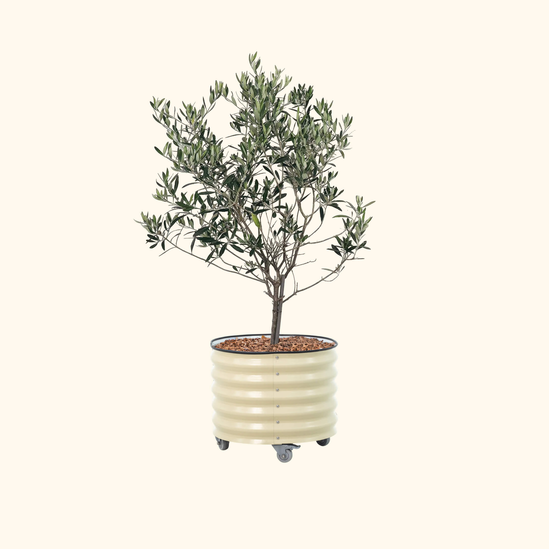 Arbequina Olive Tree with Rolling Tree Planter - 30 Gallon - Image 3