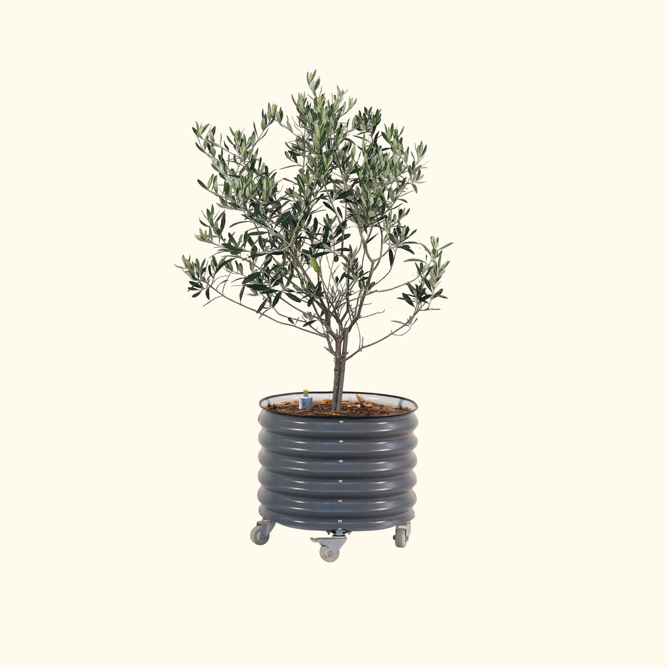 Arbequina Olive Tree with Self-Watering Rolling Planter - 30 Gallon - Image 3