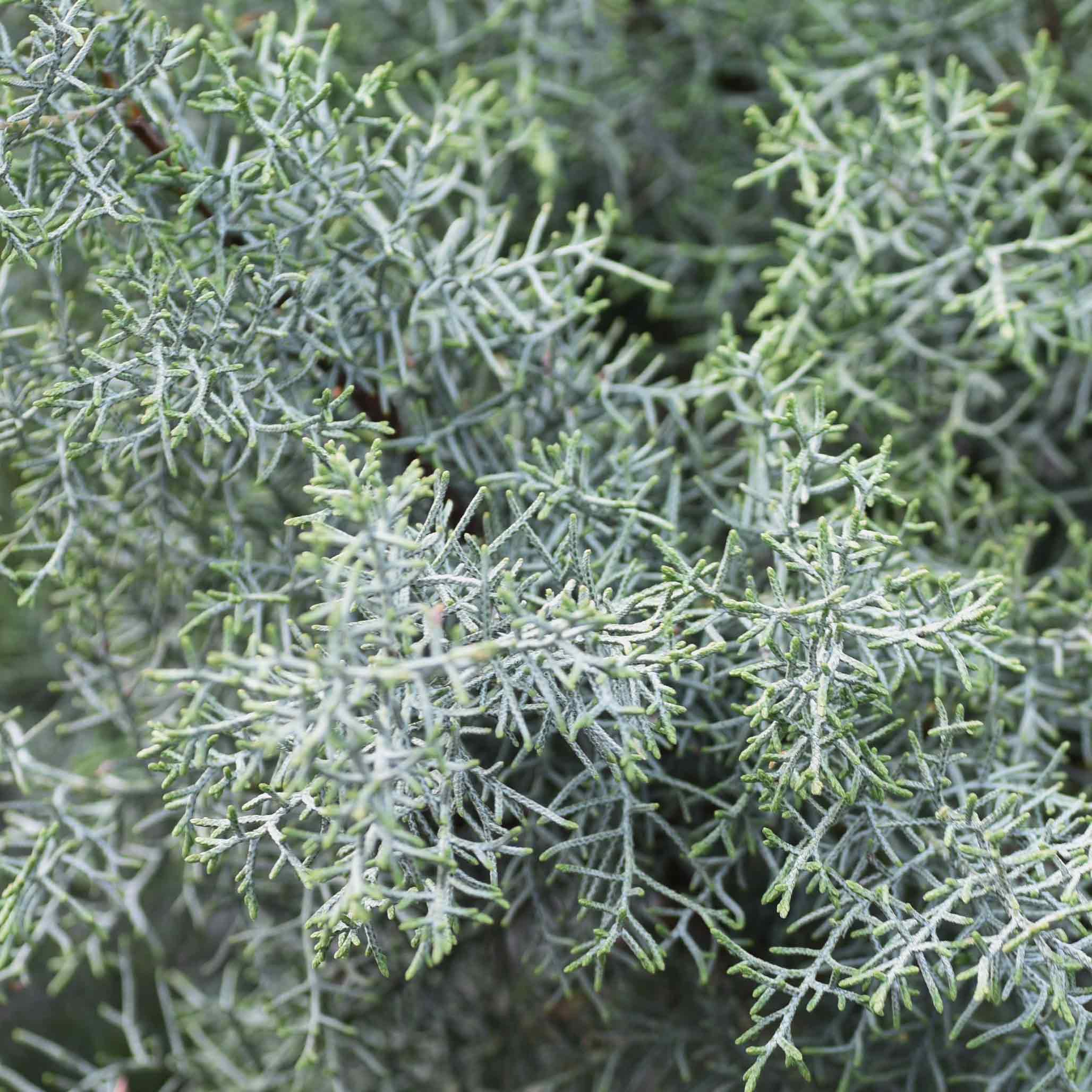 Arizona Cypress - Carolina Sapphire - Image 2