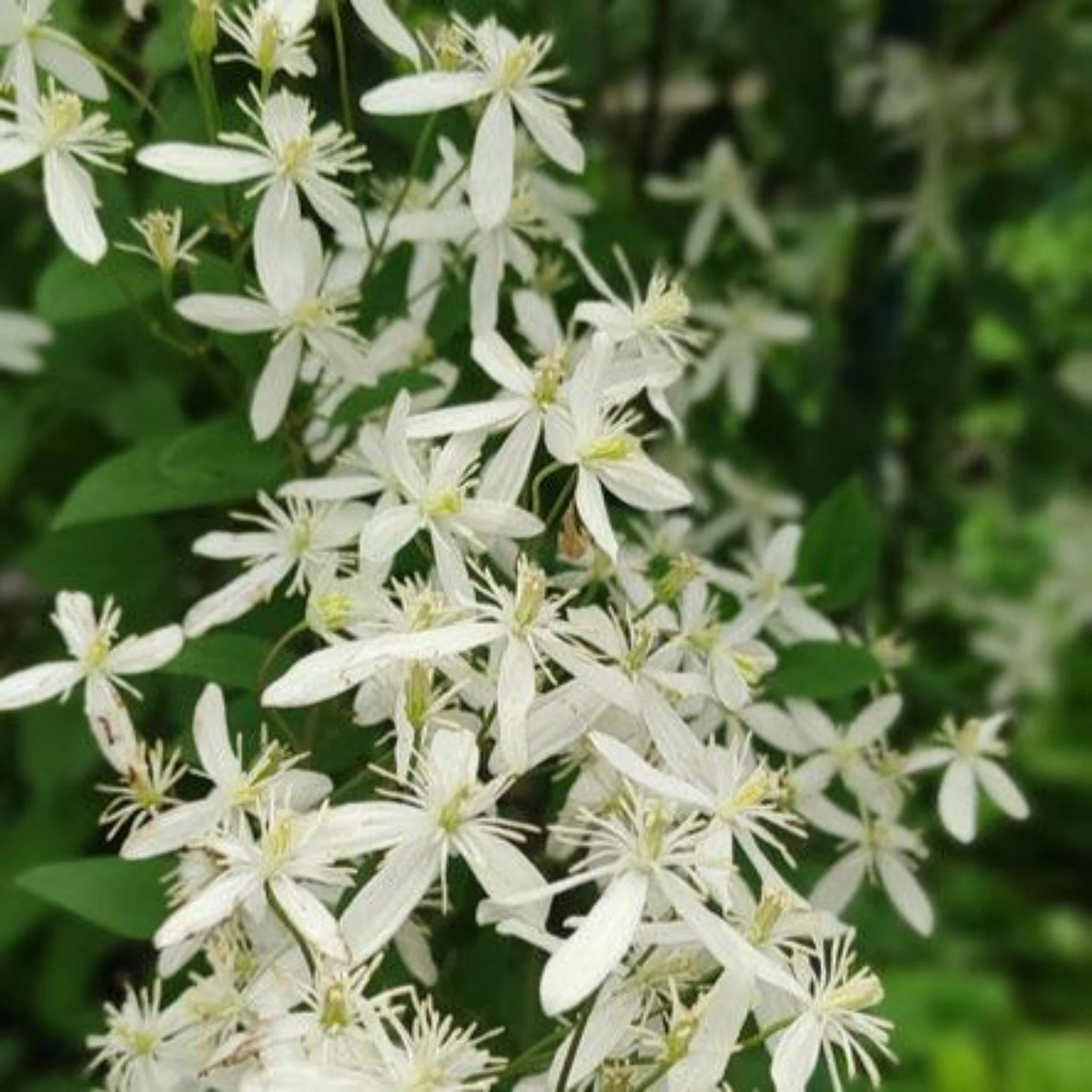 Armandii Snowdrift Clematis - Image 2