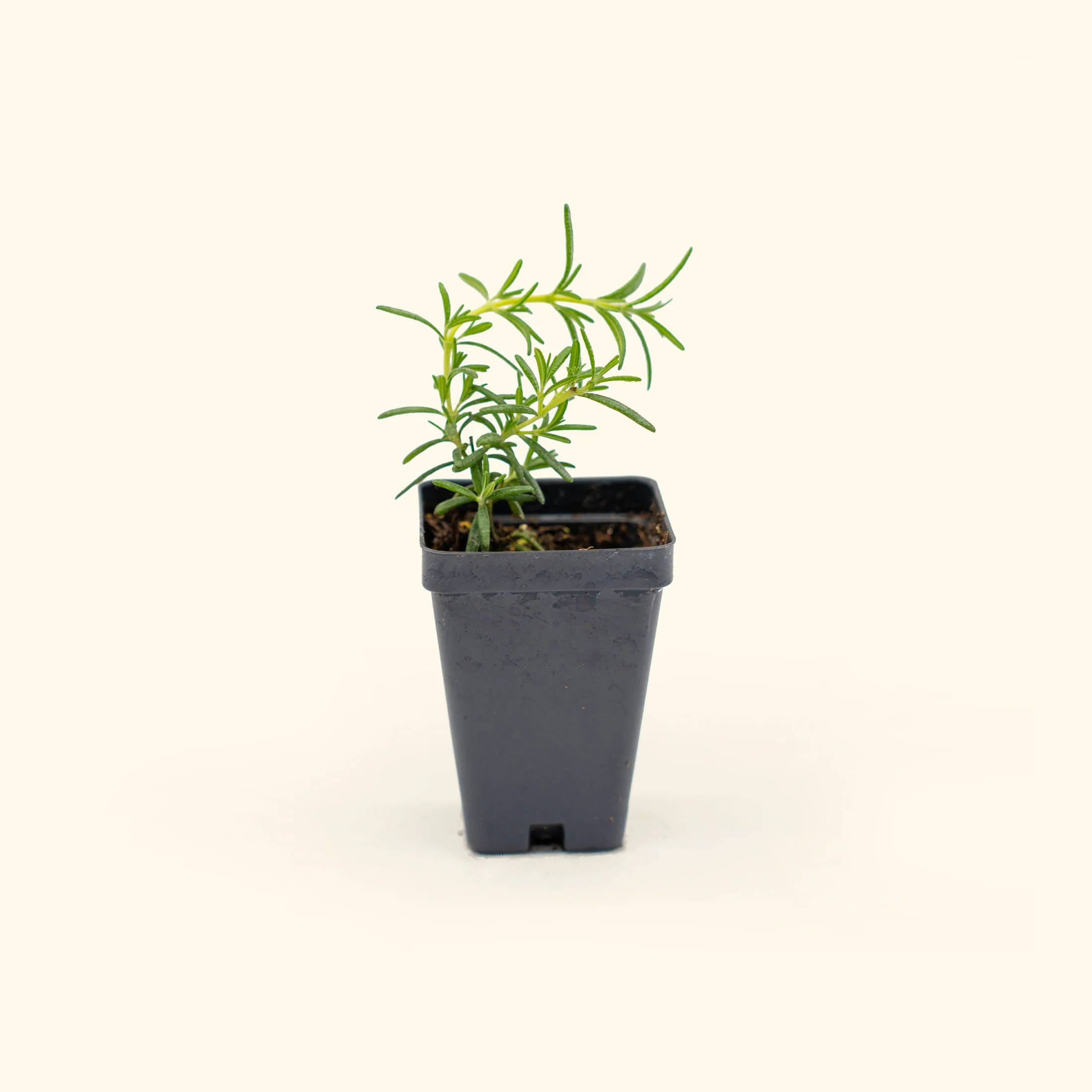 Arp Rosemary Seedling - Image 2