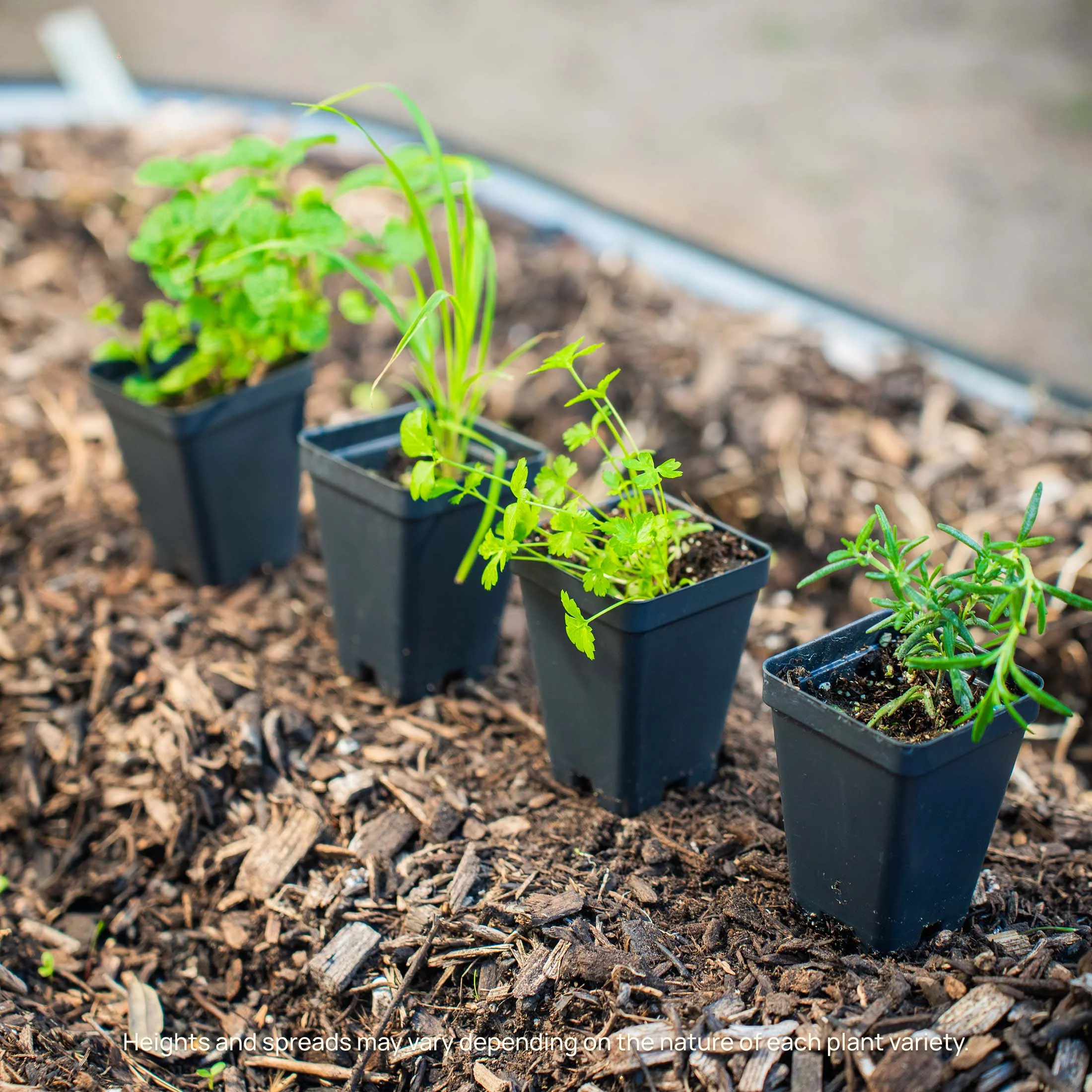 Arp Rosemary Seedling - Image 6