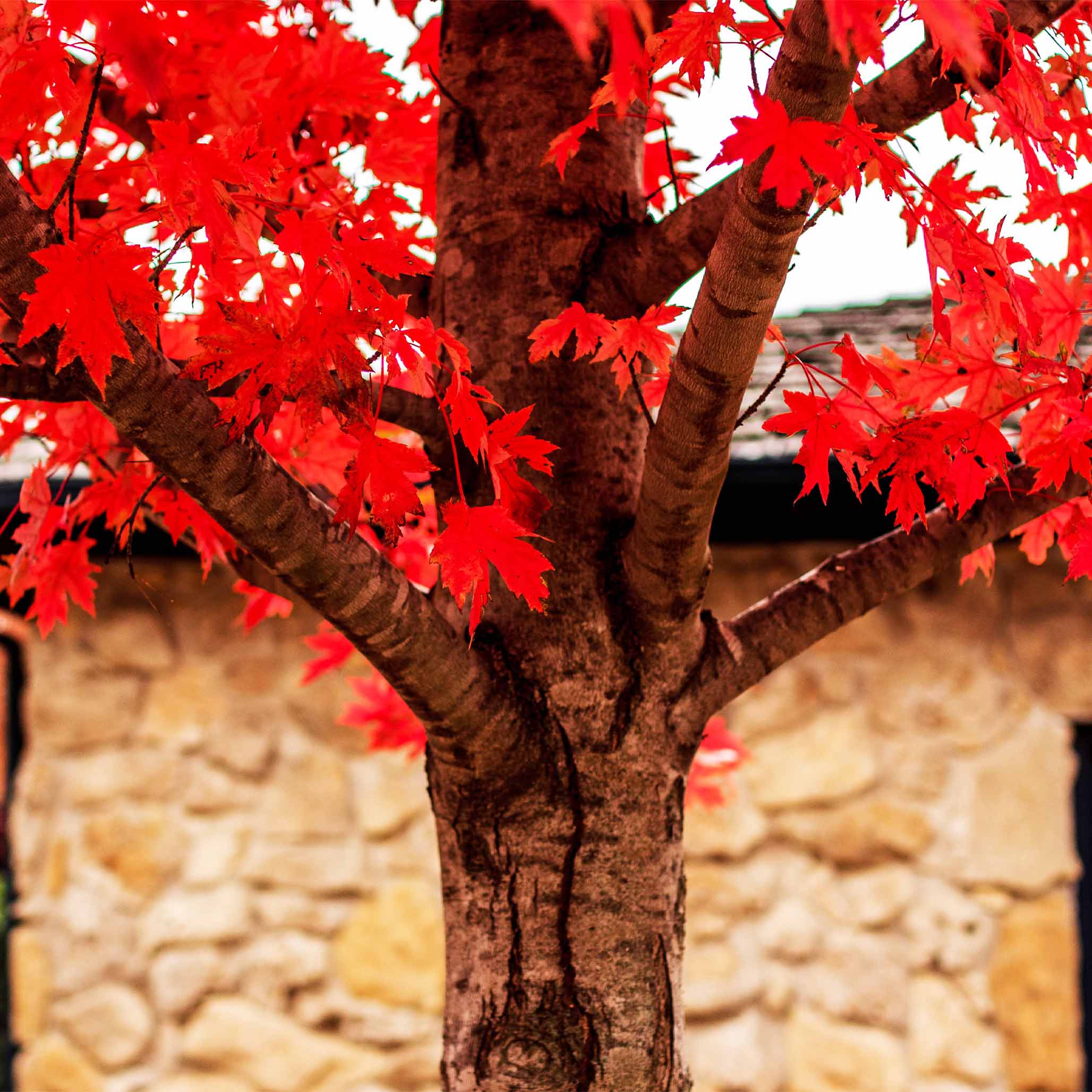 Autumn Blaze® Red Maple Tree - Image 2