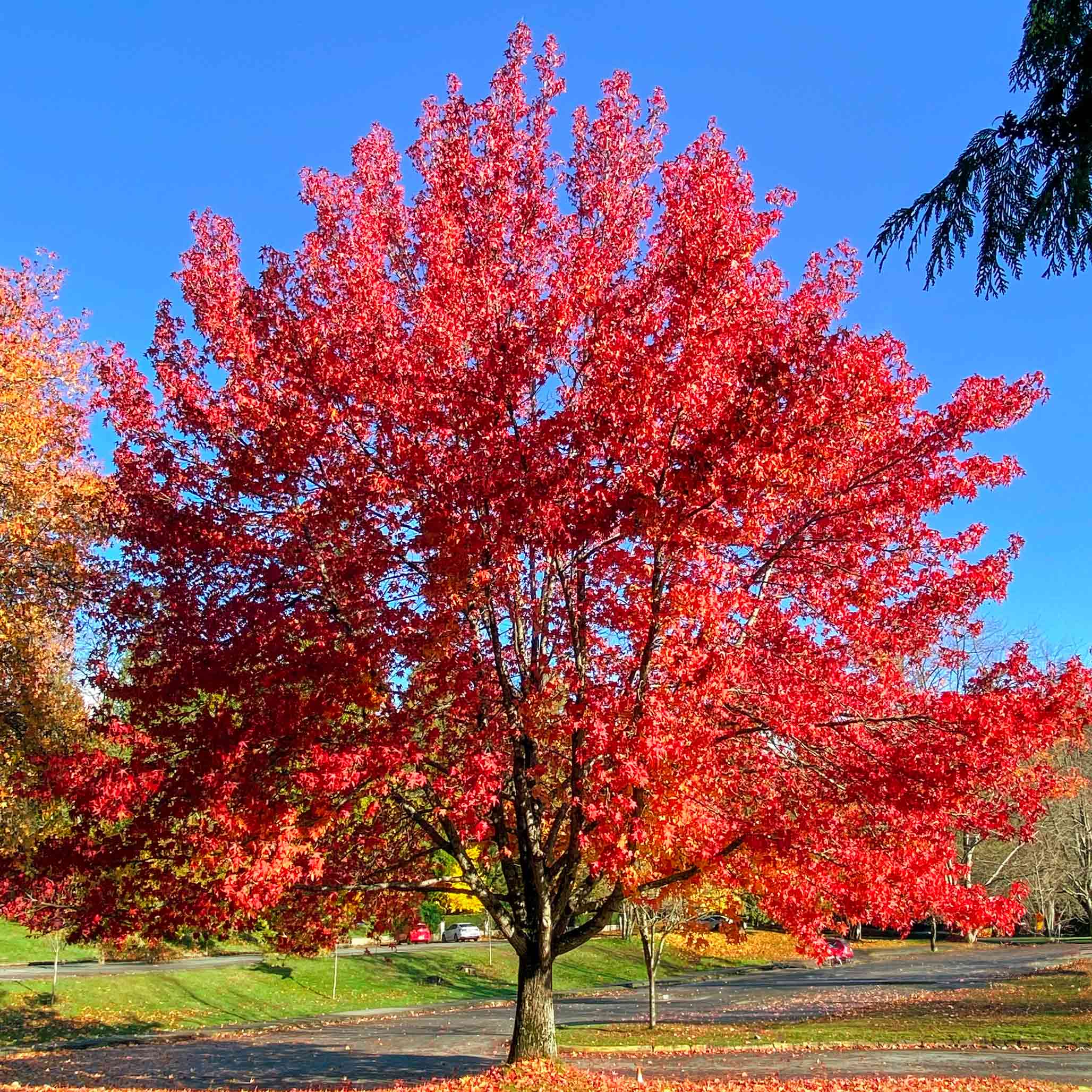 Autumn Blaze® Red Maple Tree - Image 3
