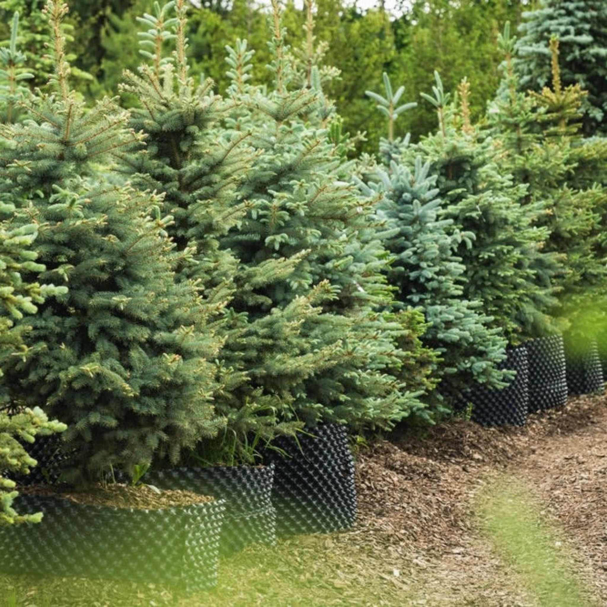 Baby Blue Eyes Spruce - Image 2