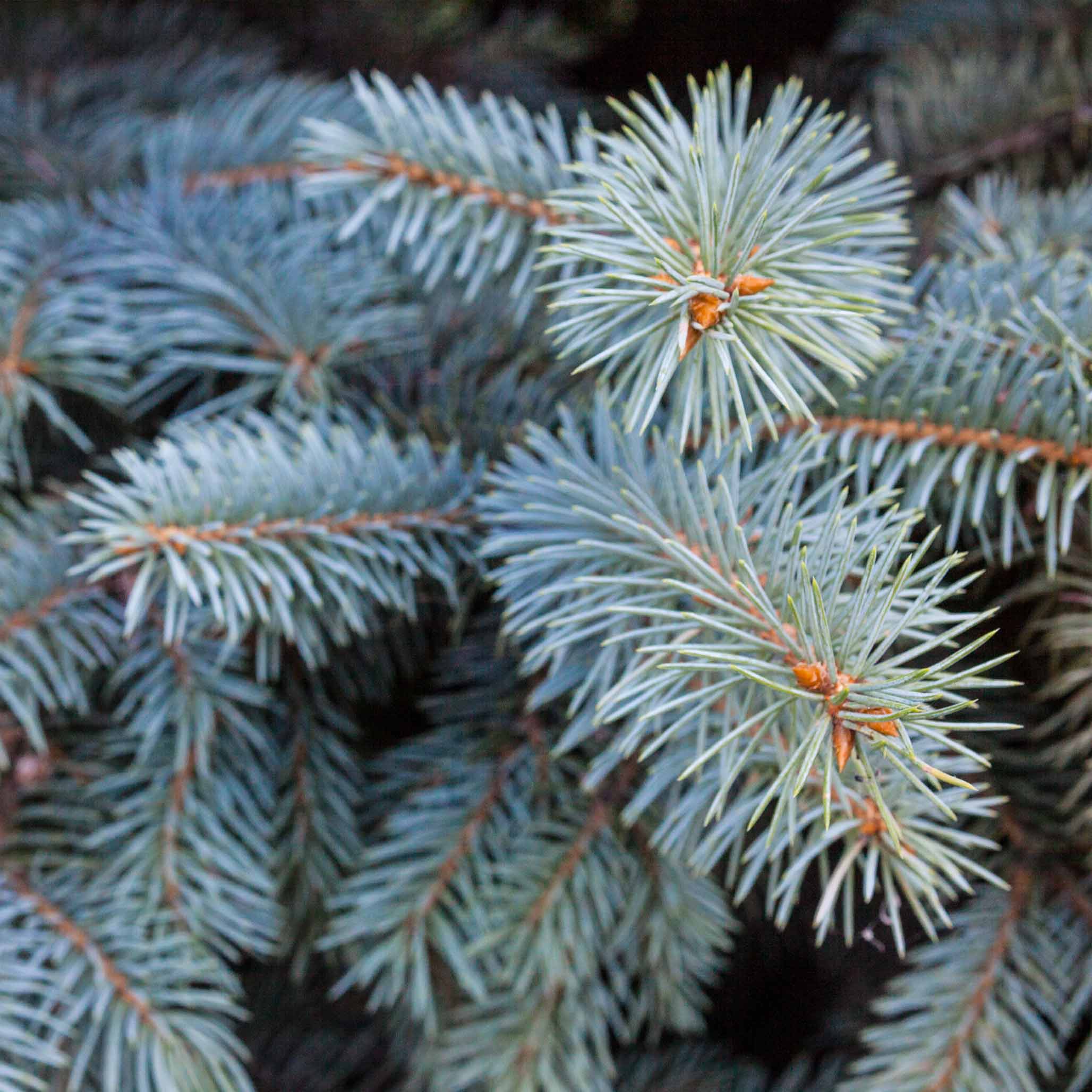 Baby Blue Spruce - Image 2