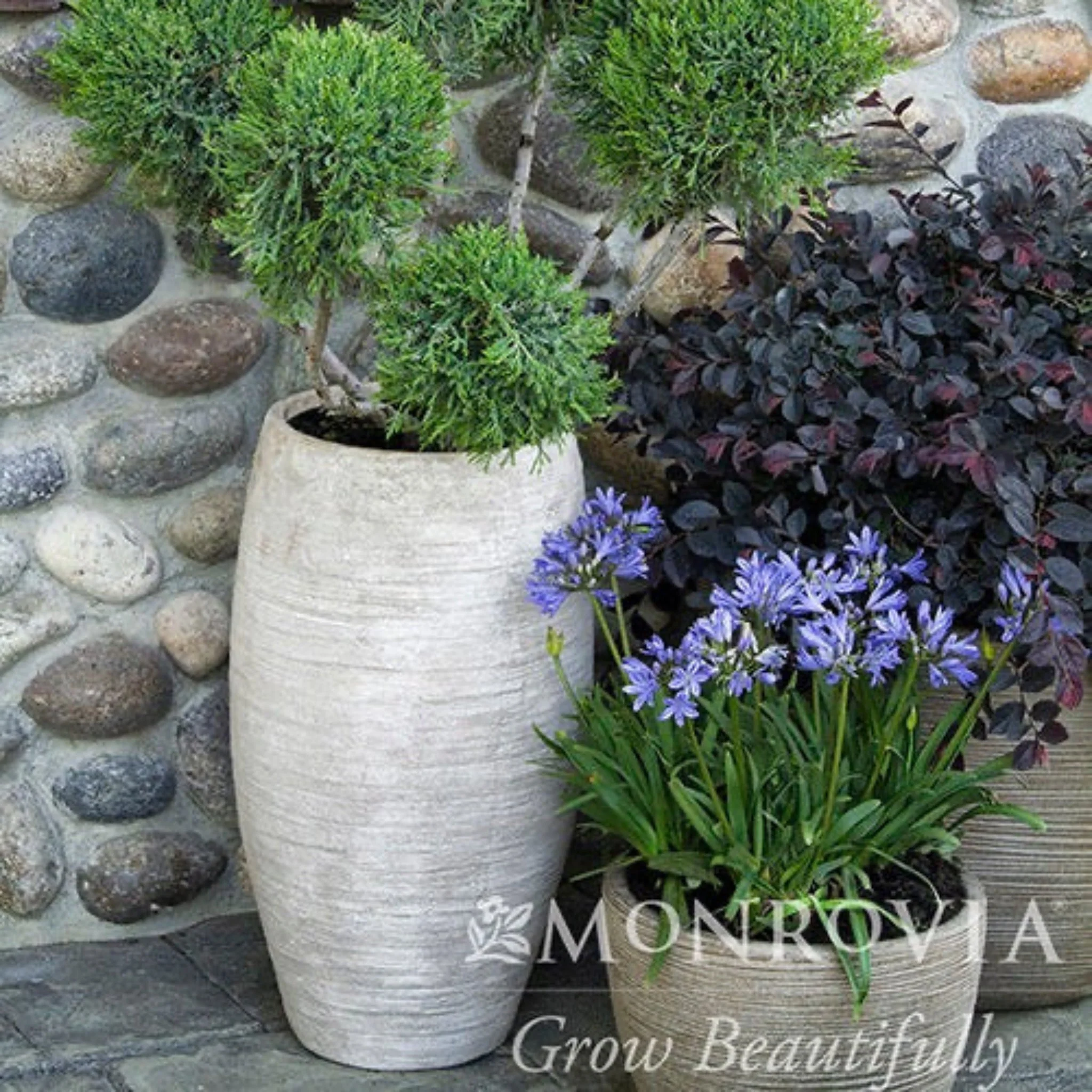 Baby Pete™ Agapanthus - Image 2