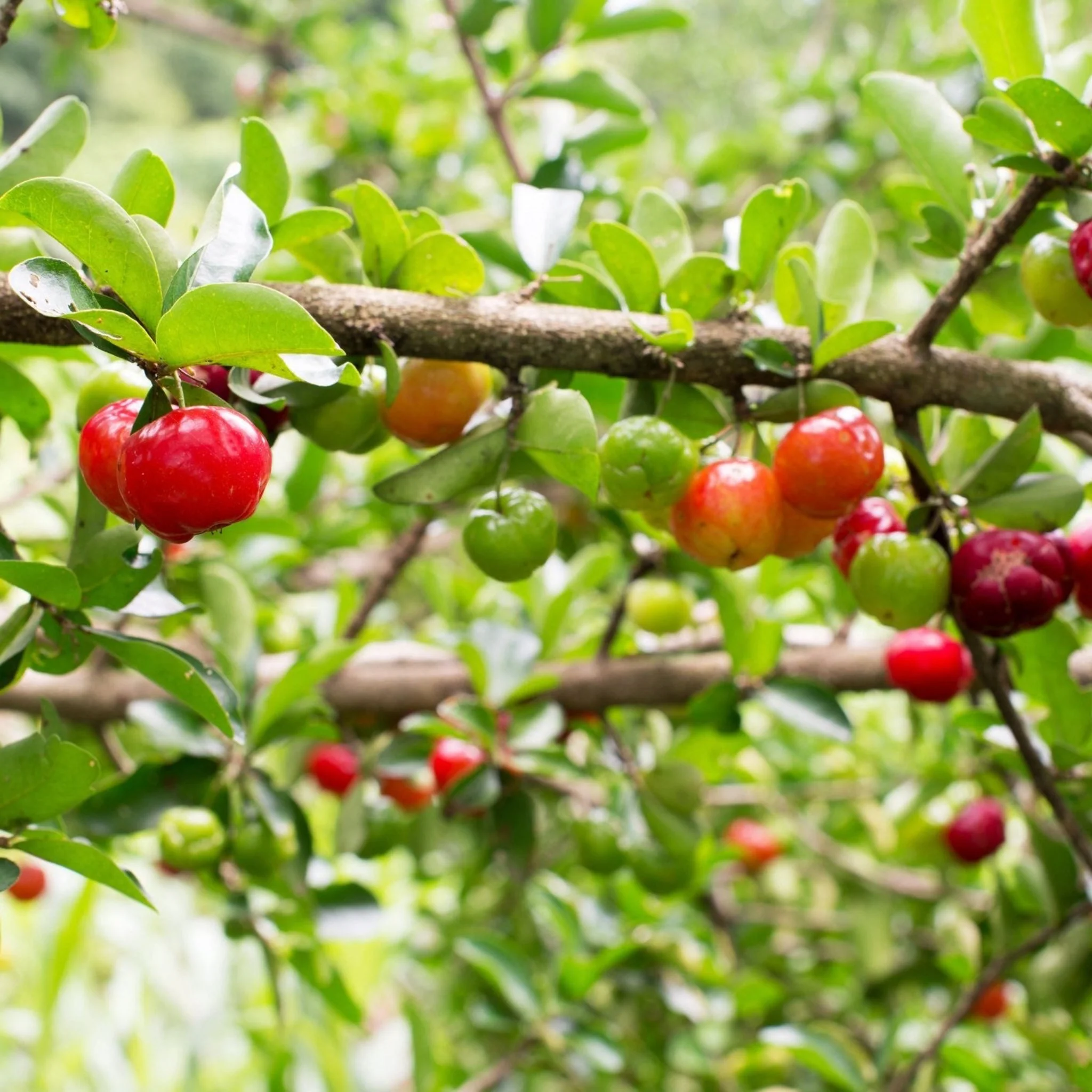 Barbados 'Acerola' Cherry Tree - Image 2