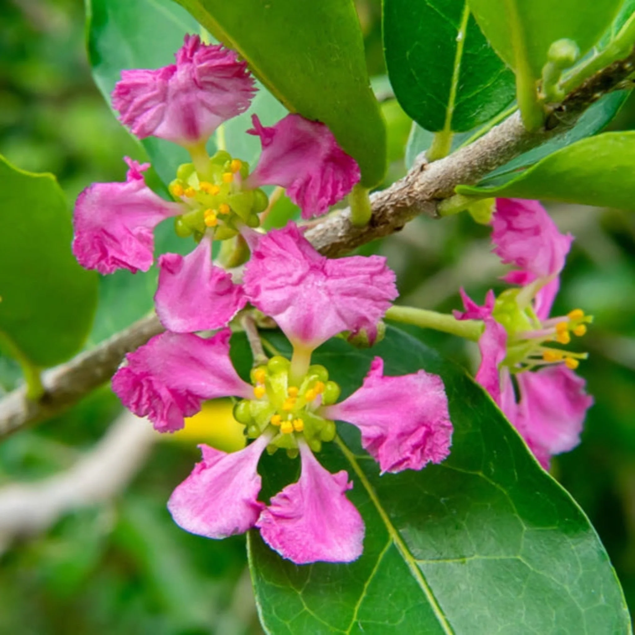 Barbados 'Acerola' Cherry Tree - Image 3