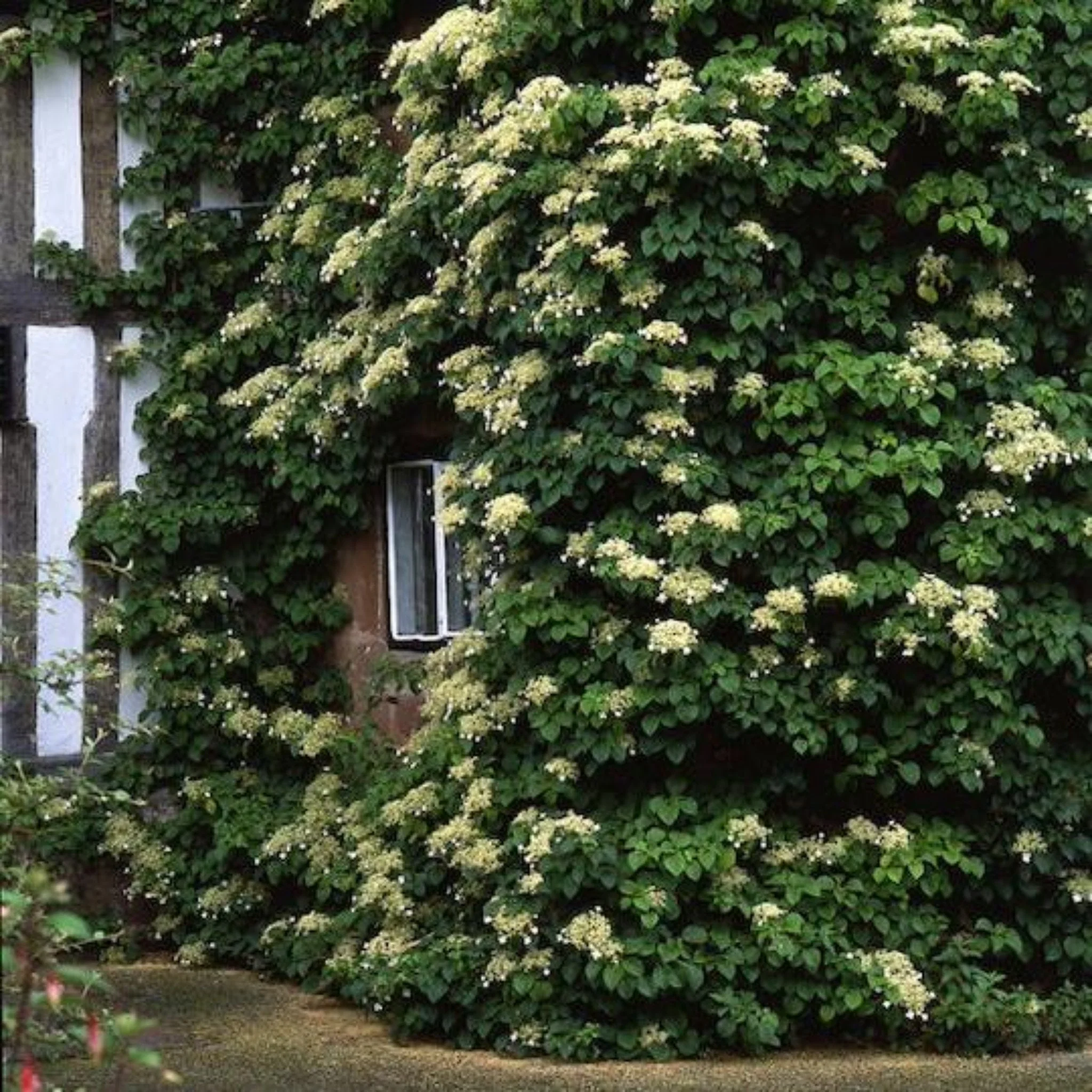 Barbara Ann Climbing Hydrangea - Image 2