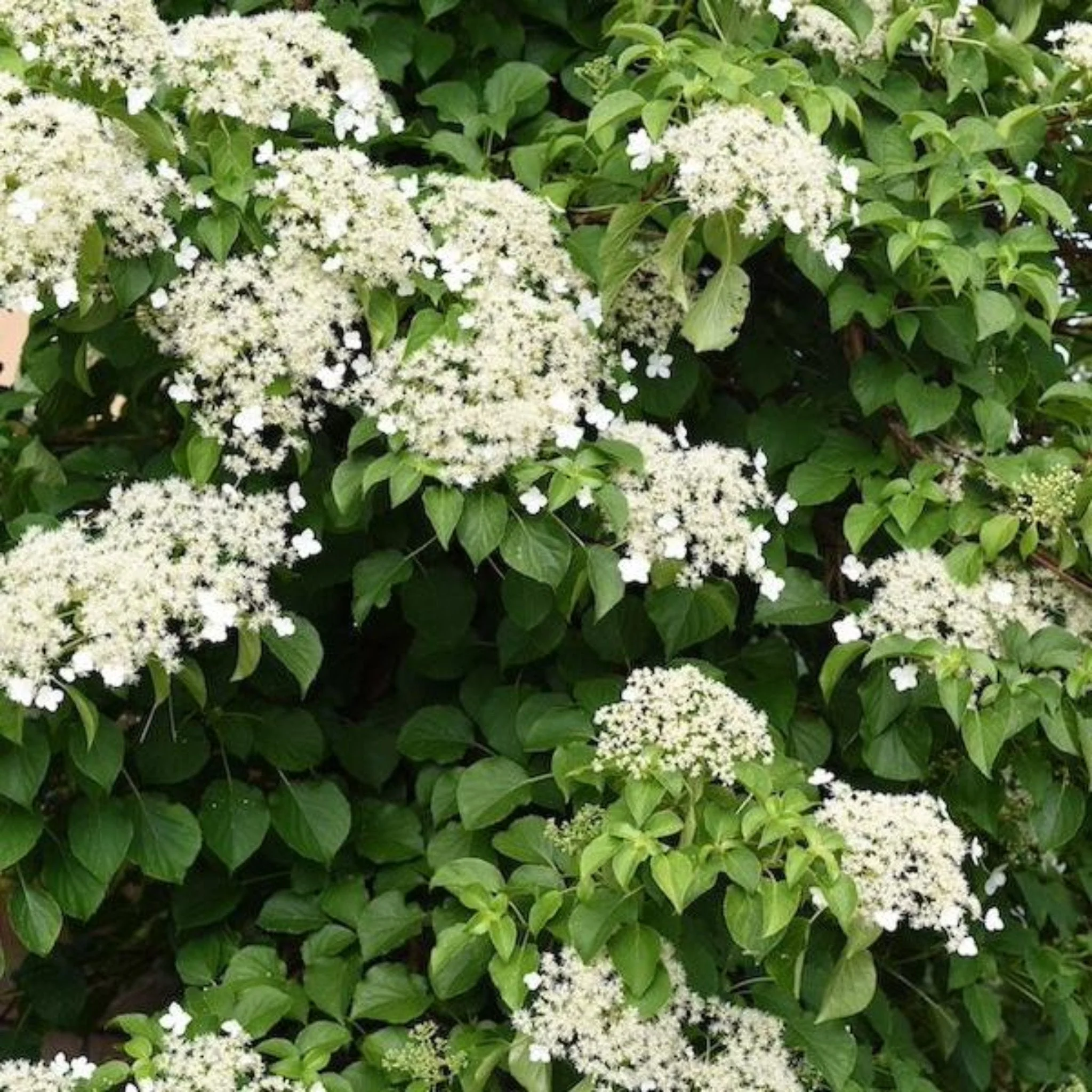 Barbara Ann Climbing Hydrangea - Image 3